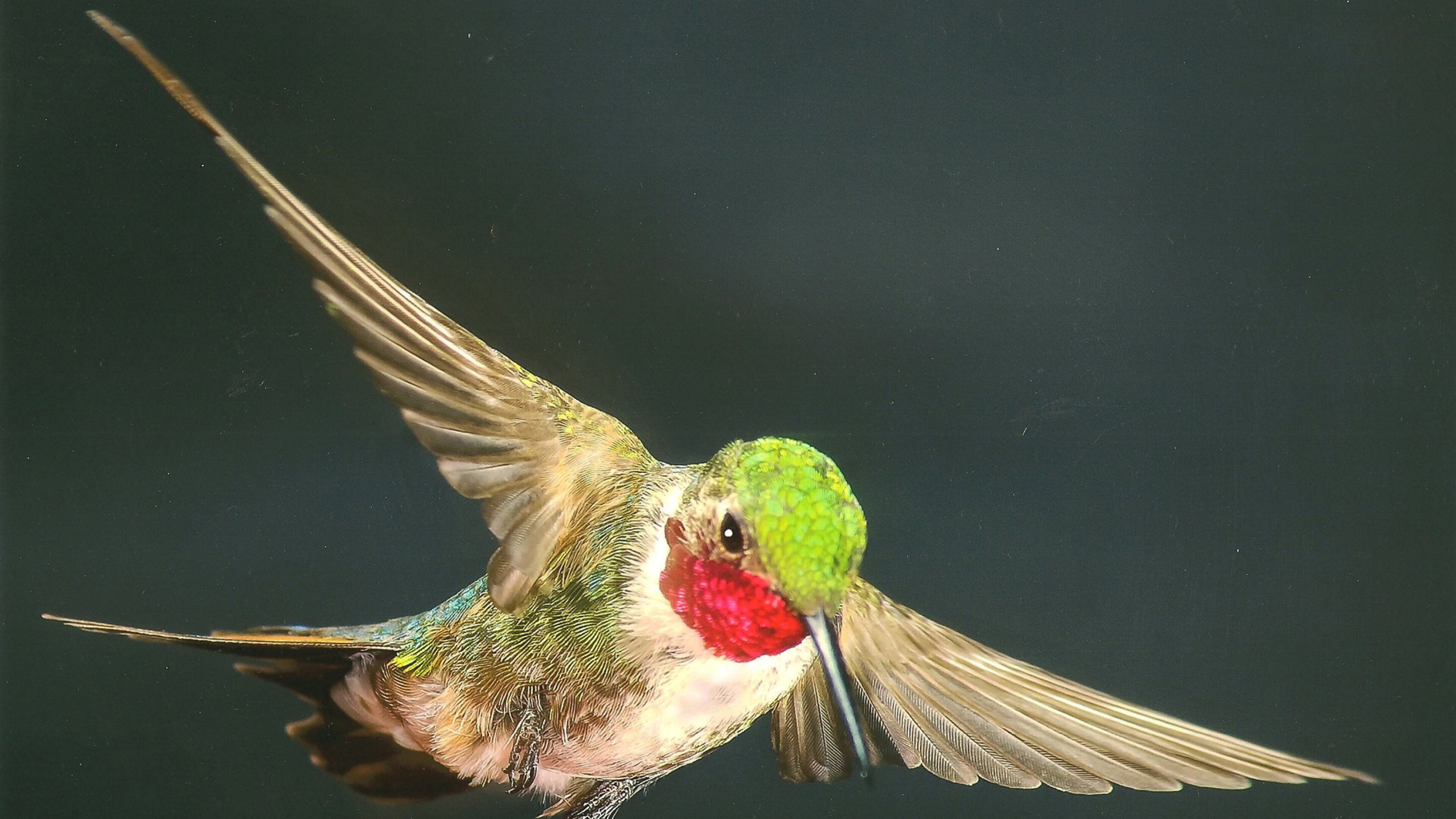 Retired surgeon Clayton Lewis took this photo of a male broadtail hummingbird from his home in Santa Fe, New Mexico. He moved to Atlanta a year ago.