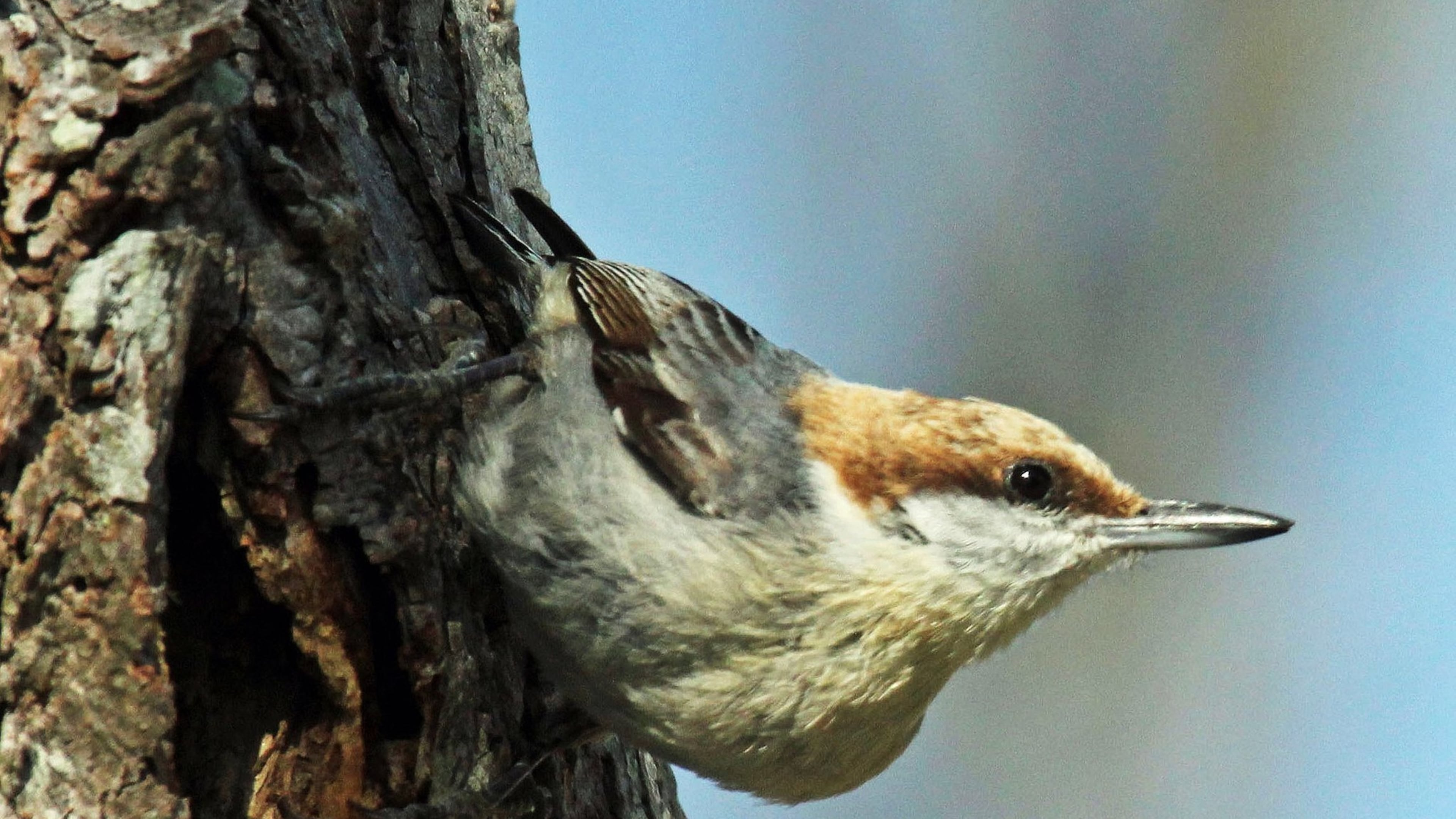 The brown-headed nuthatch is facing declines because of its shrinking Southeastern pinelands habitat. The Atlanta Audubon Society is asking metro-Atlanta residents to help create habitat for the bird by placing nest boxes in their yards. (Photo: Dick Daniels/Creative Commons/Wikipedia)
