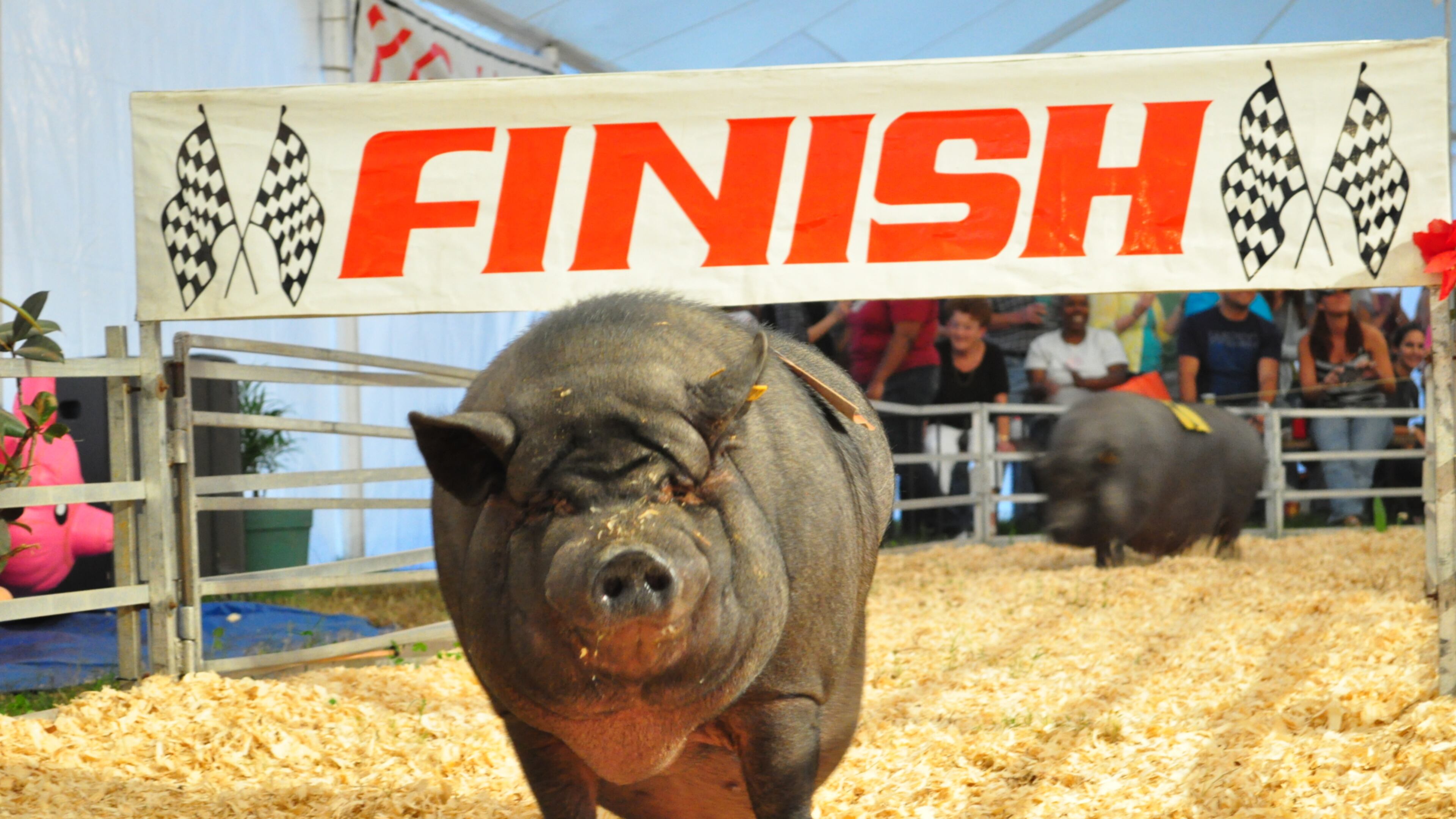 Rosaire's Racing Pigs will be part of the 32nd annual Smyrna Spring Jonquil Festival, which which will be held April 25-26 at The Village Green. Credit: JRM Management