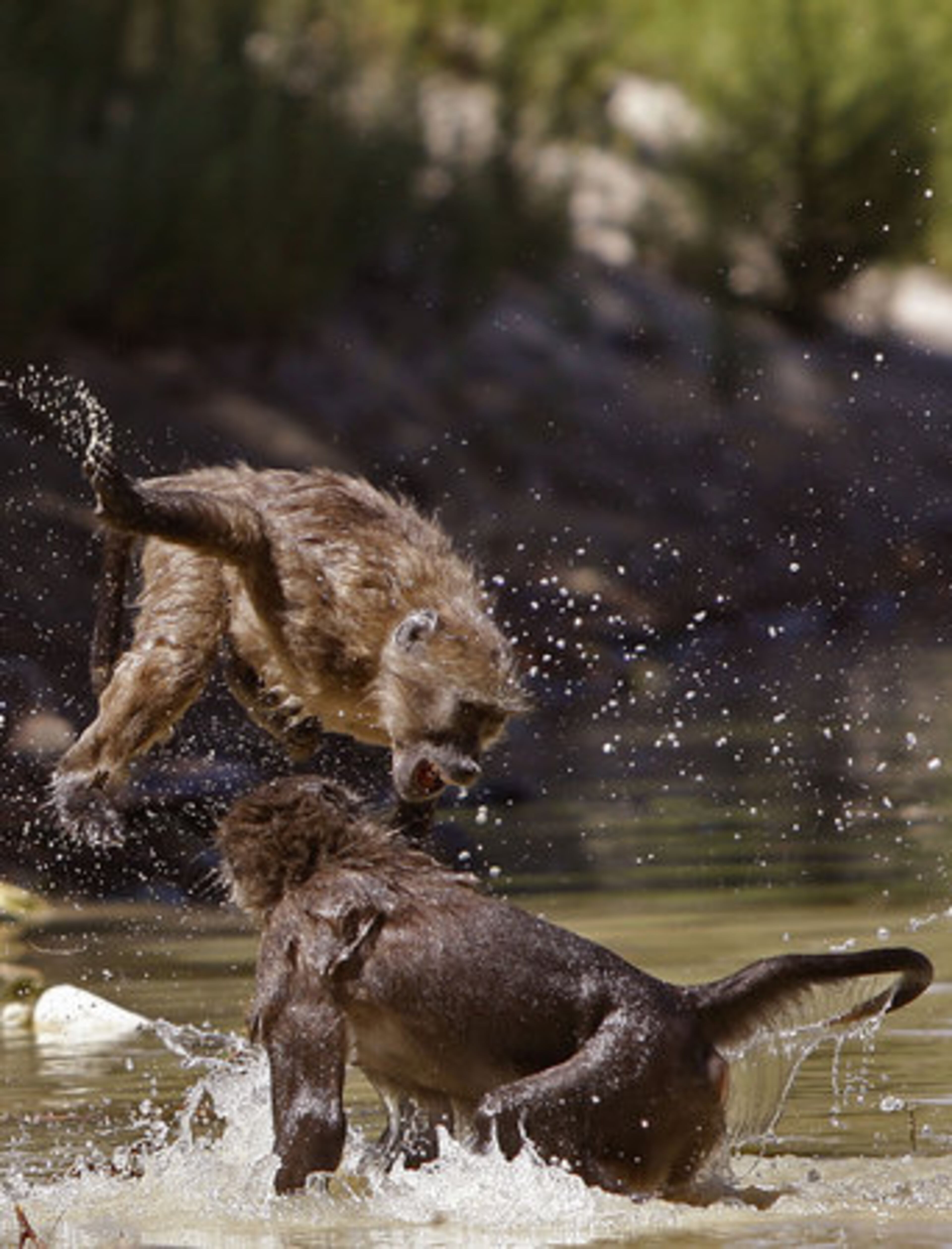 Here, baboons are seen skirmishing in the water at a dam next to the Constantia Uitsig wine estate located on the outskirts of Cape Town, South Africa. Perhaps the sugars in the grapes gave them an extra energy boost.
