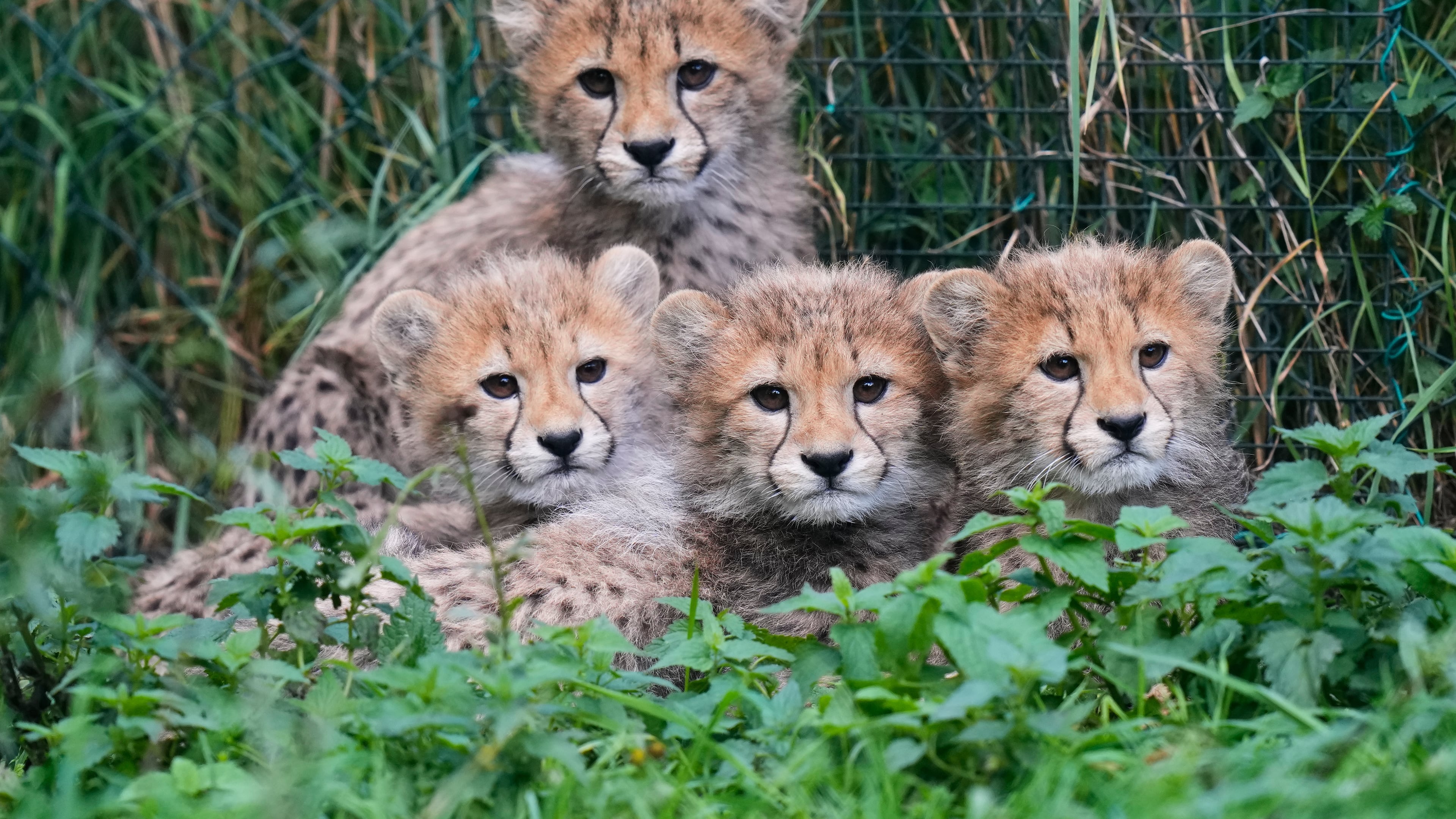 Four of the newly born cheetah quintuplets rest at their enclosure at the zoo in Prague, Czech Republic, Friday, Sept. 25, 2026. (AP Photo/Petr David Josek)