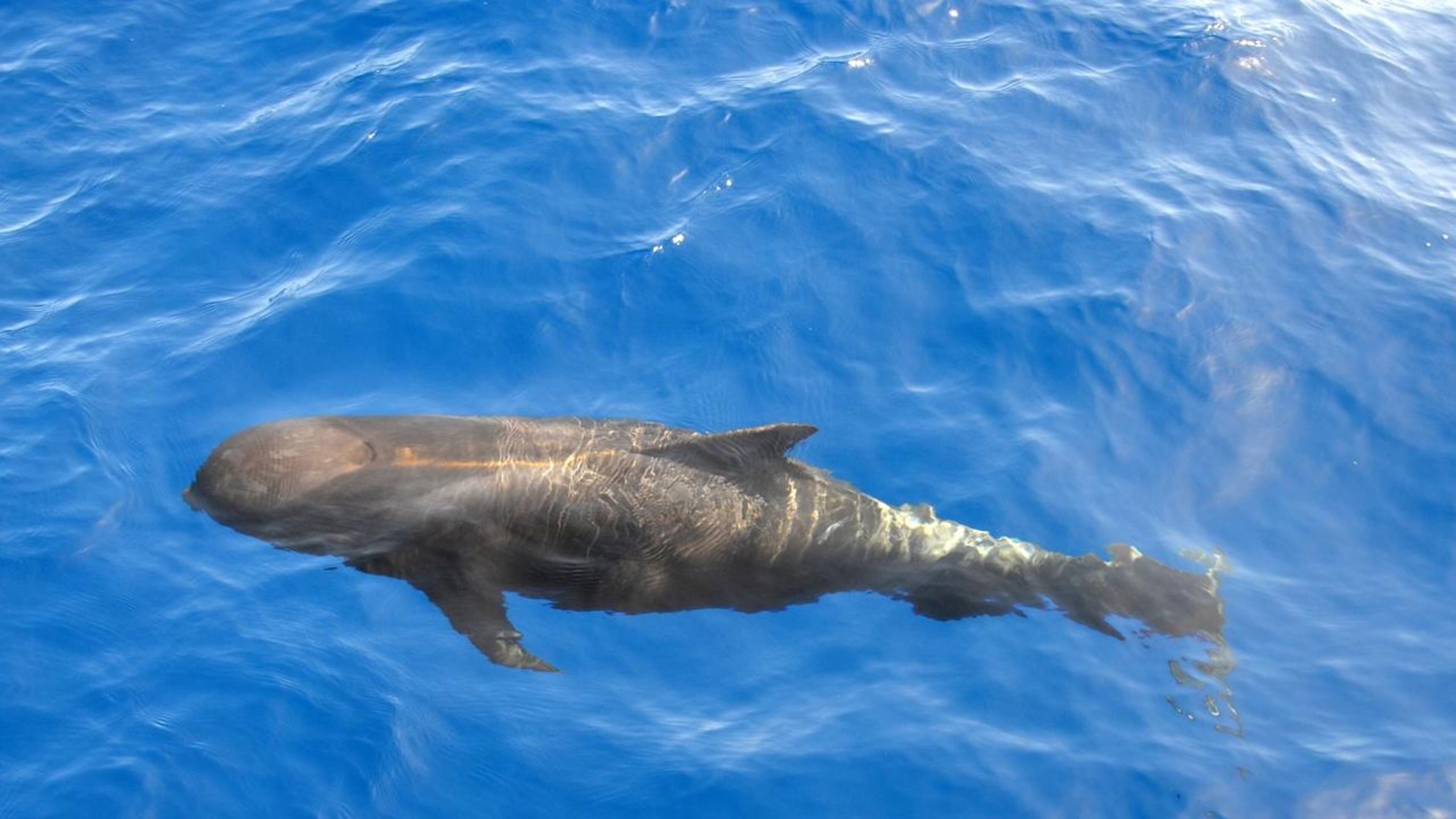 This picture shows what a healthy pilot whale looks like swimming in the ocean. A young male whale died last week after ingesting more than 80 plastic shopping bags, according to a necropsy performed on the mammal.