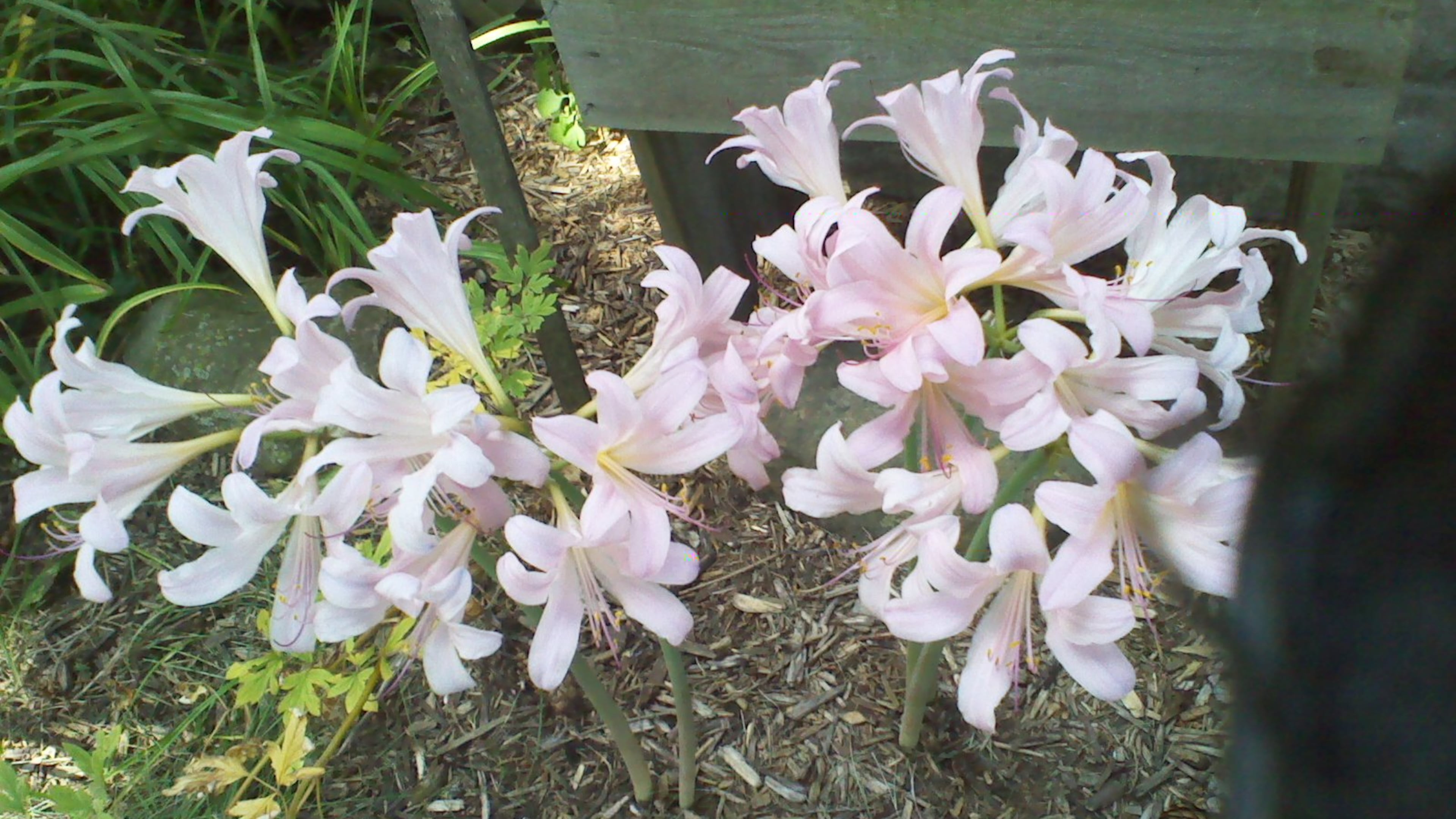 These Naked Ladies are a species of Lycoris also known as resurrection lily. The flowers are very similar to the Naked Ladies that belong to the Amaryllis family. (Courtesy of Barbara Young)