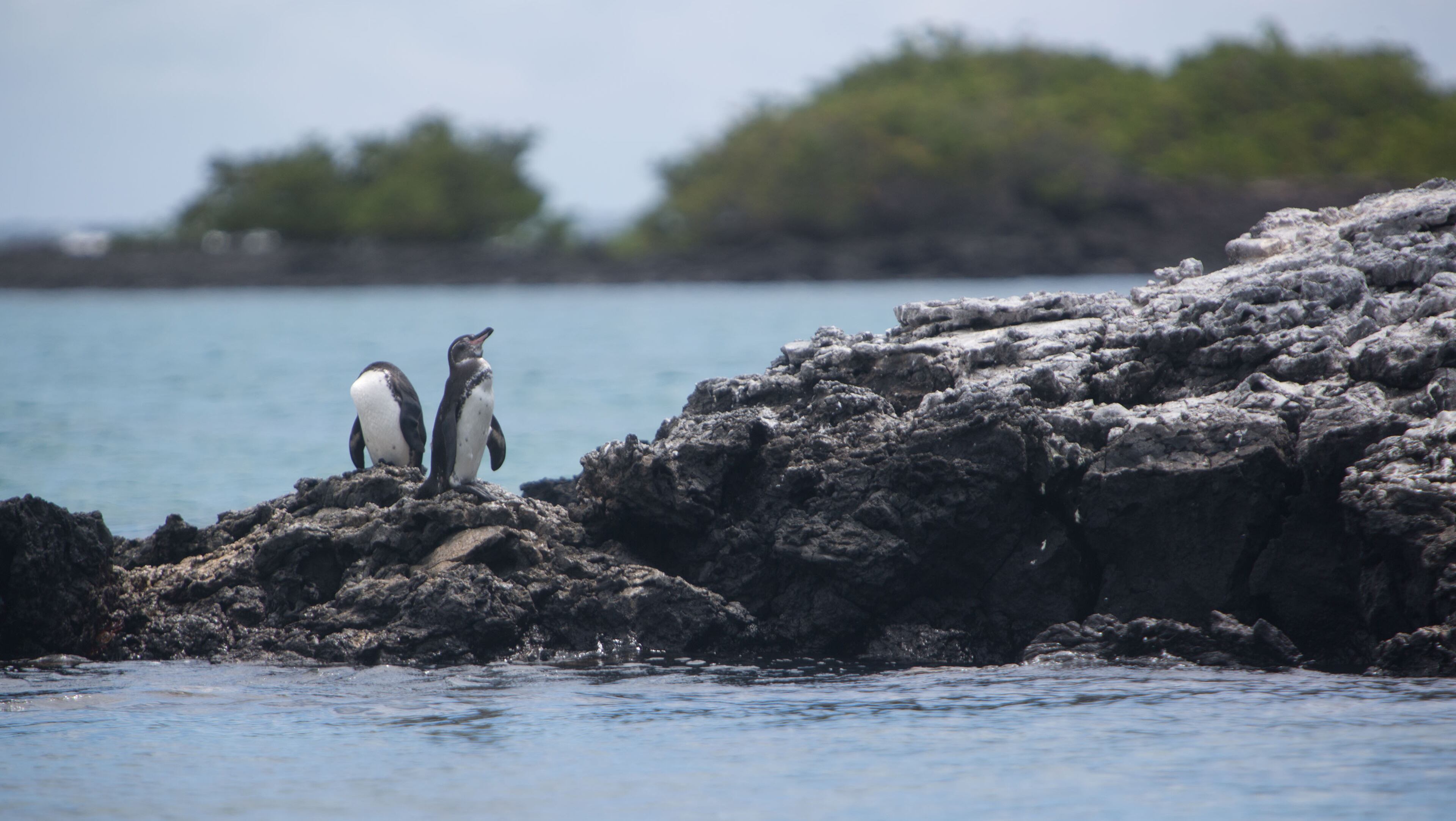 A pair of Galapagos penguins, endemic to the archipelago, preen in the sun. Photo by Patrick Davison, UNC, for The Washington Post.