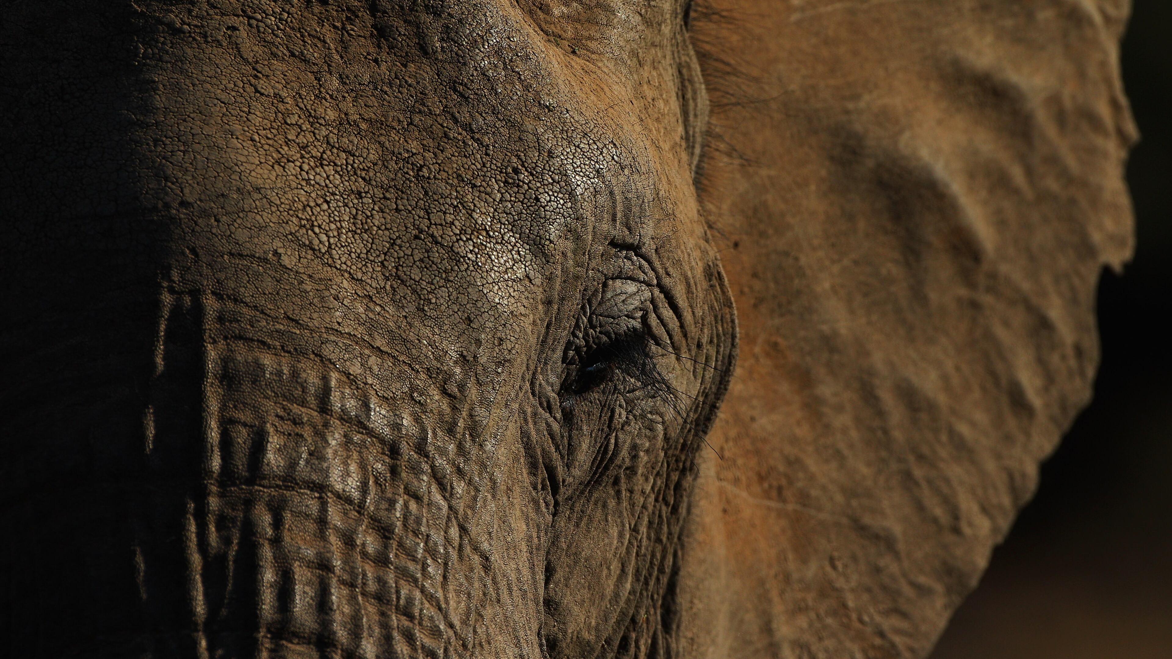 Visitors to an animal preserve in central Florida can bathe, feed, and even ride the elephants as part of an immersive educational experience