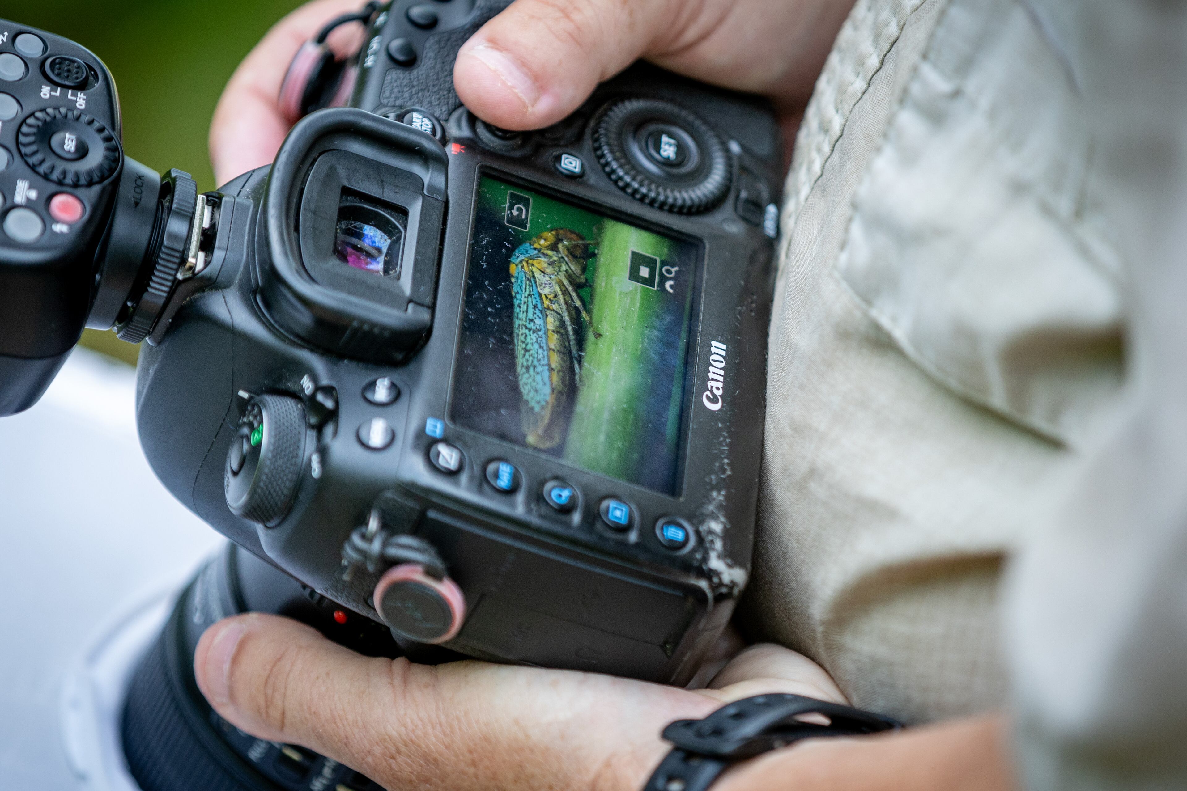 Photographer Kevin Gaston looks at the image of an Oncometopia orbona, or Broad-headed Sharpshooter he photographed at Piedmont Park Saturday, July 1, 2023. (Steve Schaefer/steve.schaefer@ajc.com)