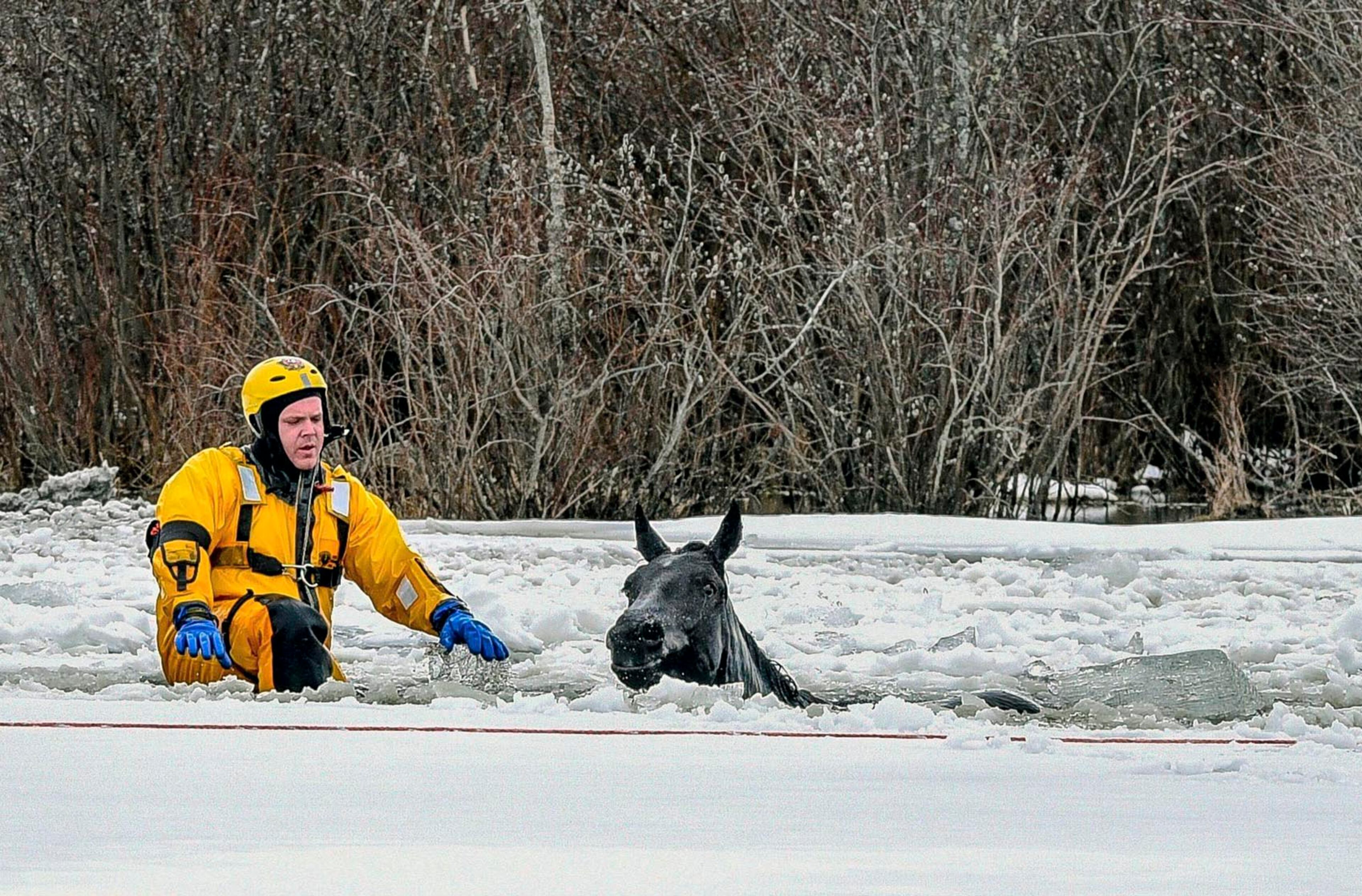 In this photo taken Sunday, April 16, 2017, a firefighter rescues a horse that fell through the ice near Hythe, Alberta. Horses that were struggling after falling through thin ice in northwestern Alberta were saved by rescuers who cut paths to the shore with chainsaws. Trevor Grant, the County of Grande Prairie's fire chief, says 10 horses fell through a frozen dugout on a rural property on Sunday. (William Vavrek/The Canadian Press via AP)