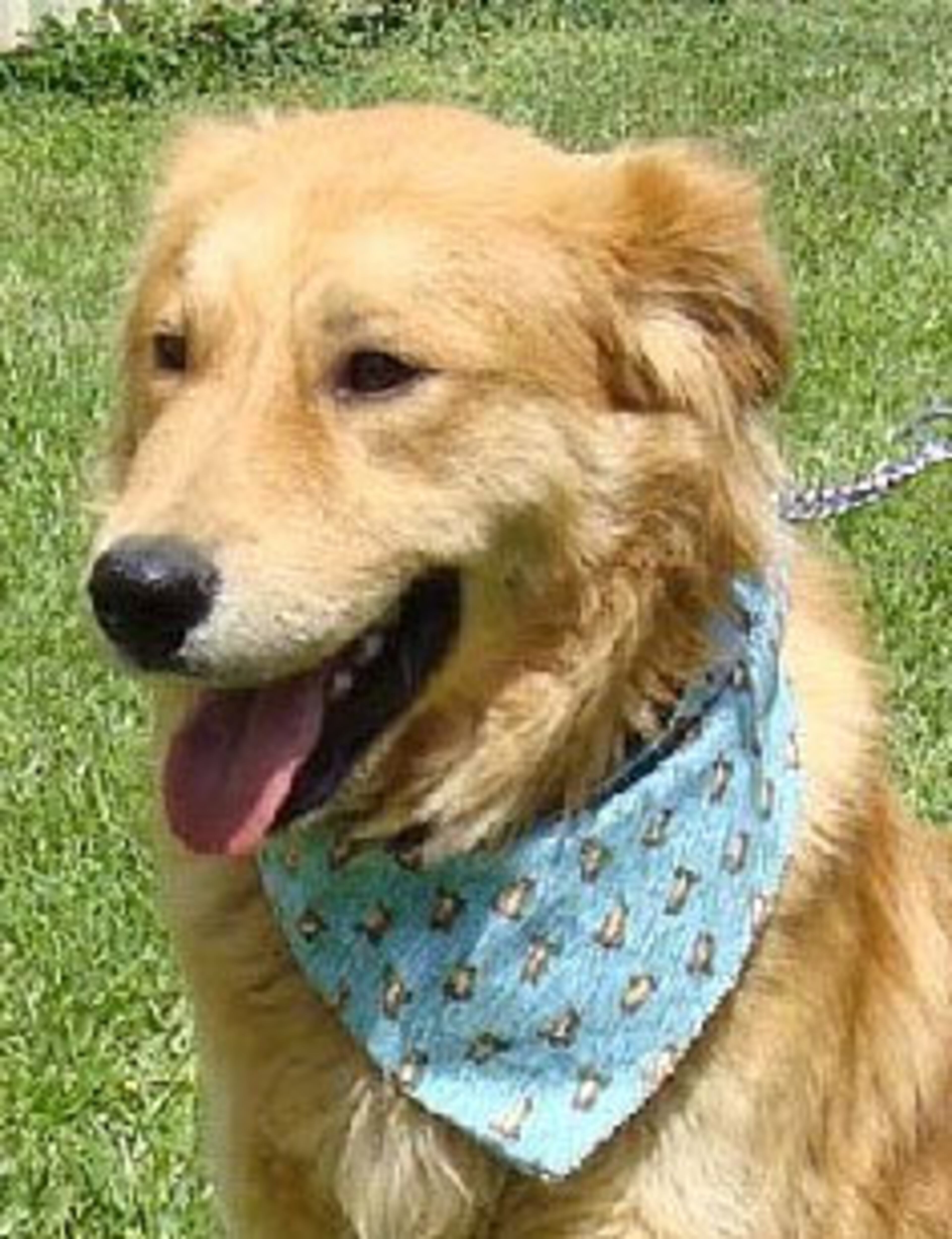 Buster is an 18-month-old male golden puppy. He is being treated for heartworms and can't wait to start with his fun, loving life. Ask for him at www.adoptagoldenatlanta.com.