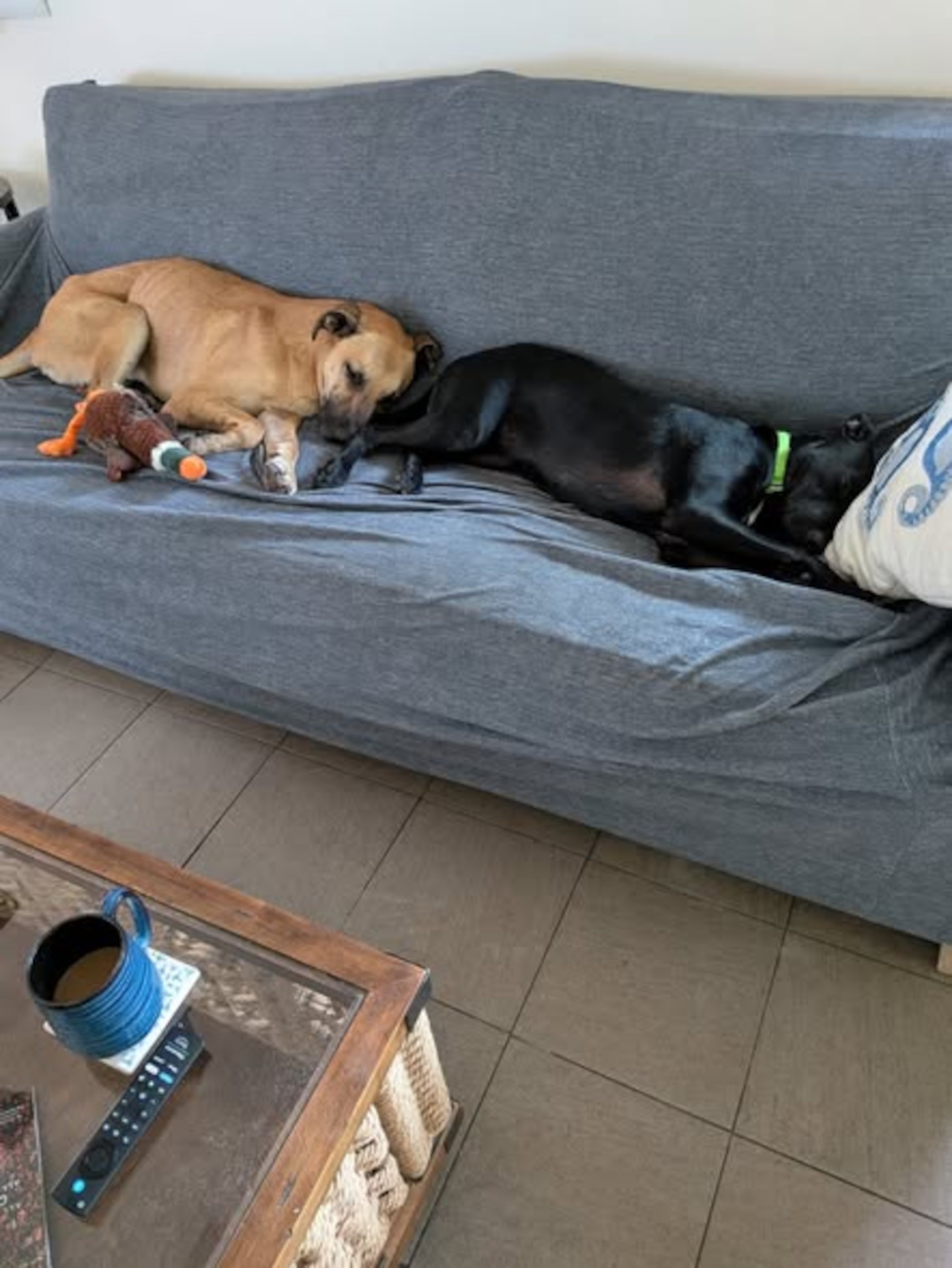 Walker (left) lies on a sofa after being rescued and reunited with Penny, the Simpsons' other dog. (Photo courtesy of Jenny Rutherford)