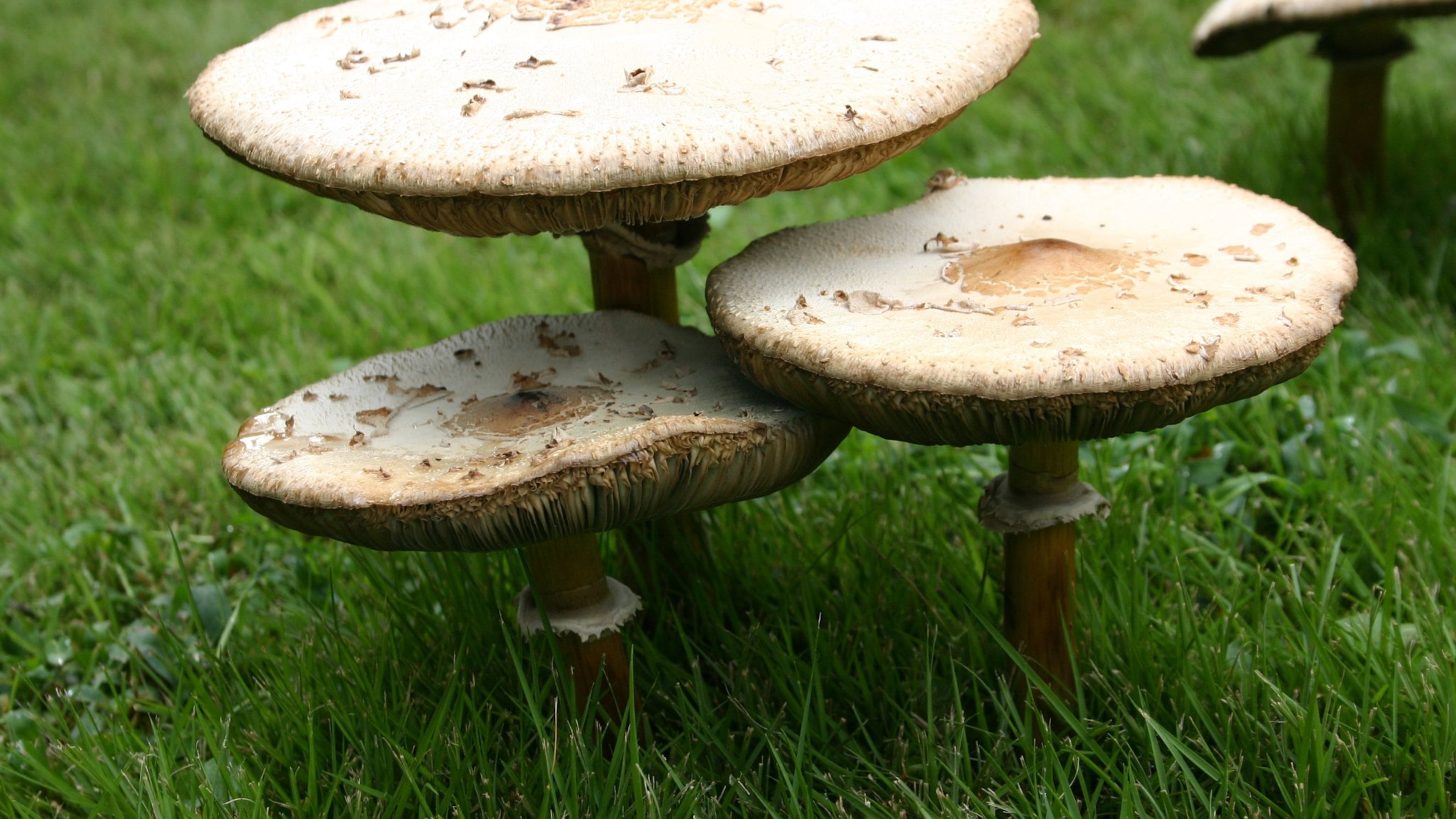 Mushrooms emerge when a decomposing fungus decides to reproduce. PHOTO CREDIT: Walter Reeves
