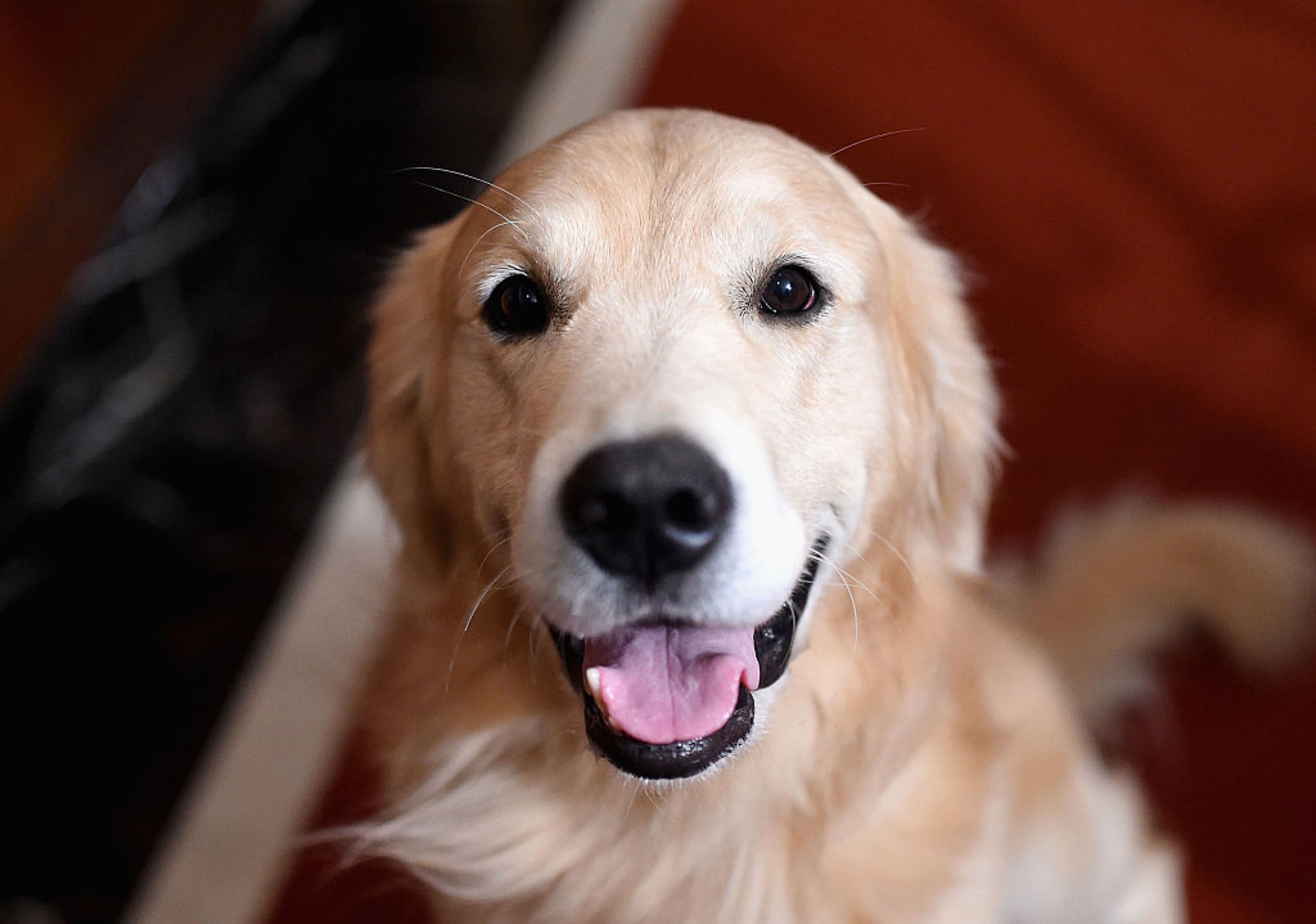 NEW YORK, NY - FEBRUARY 22: A Golden Retriever attends the American Kennel Club Presents The Nation's Most Popular Breeds Of 2015 at AKC Headquarters on February 22, 2016 in New York City. (Photo by Jamie McCarthy/Getty Images)