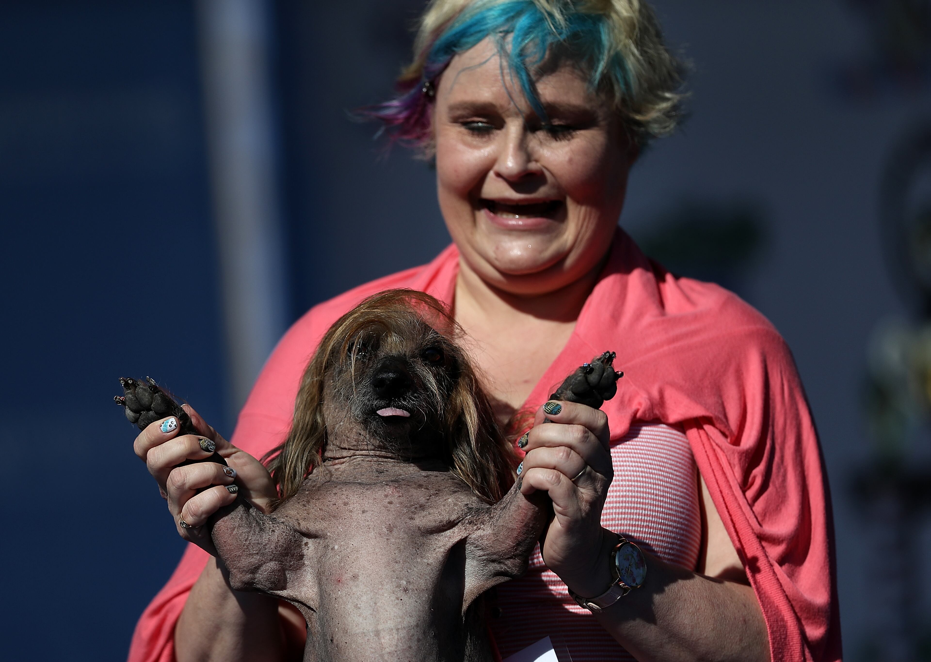 PETALUMA, CA - JUNE 24: Heather Wilson of Payette, Idaho, holds her dog Himisaboo the 2016 World's Ugliest Dog contest at the Sonoma-Marin Fair on June 24, 2016 in Petaluma, California. Sweepee Rambo, a blind Chinese Crested dog, won the annual World's Ugliest Dog contest. (Photo by Justin Sullivan/Getty Images)