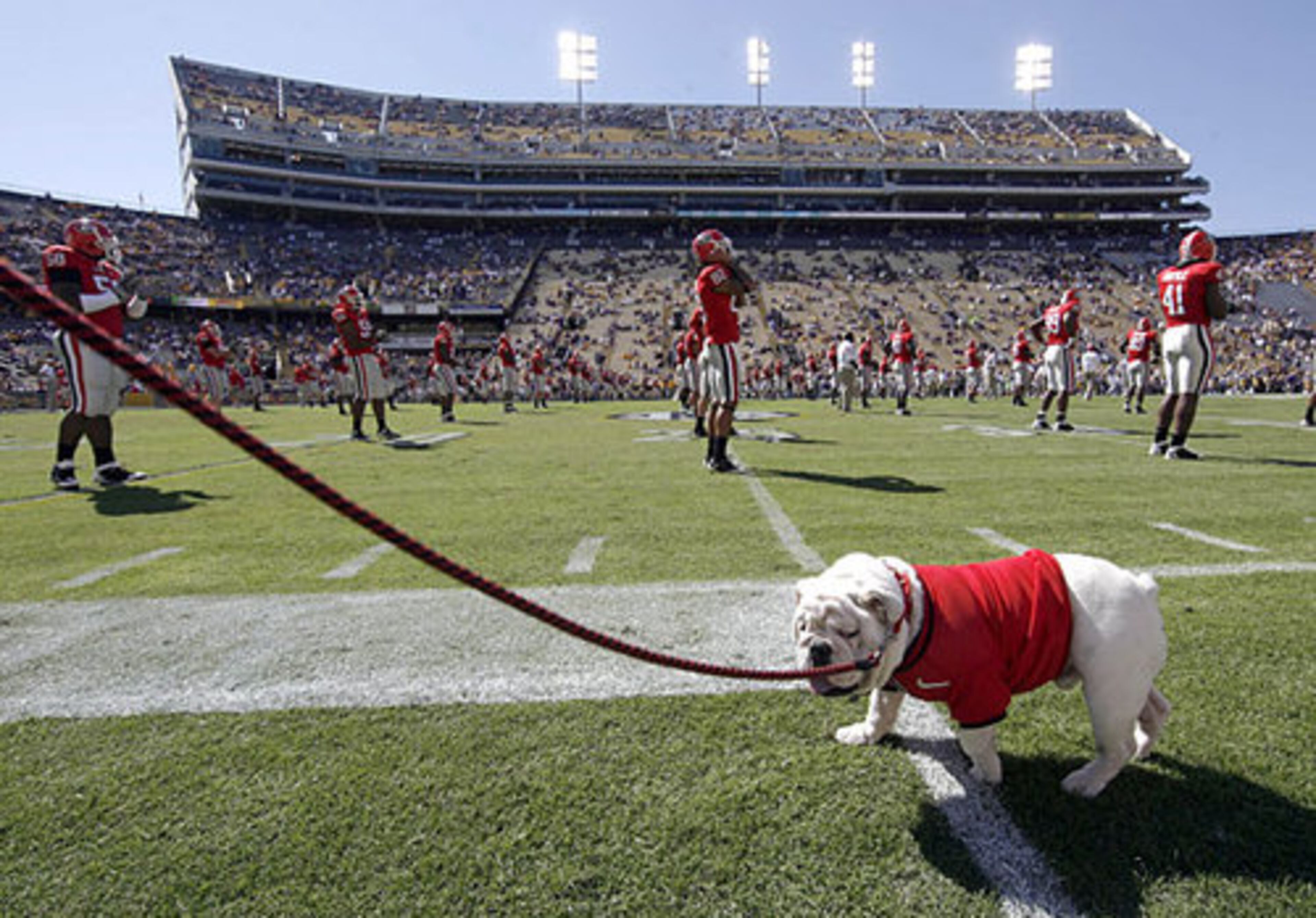 Uga VII: He served as mascot 2008-09; the Dogs had a 16-7 record while he walked the sidelines.