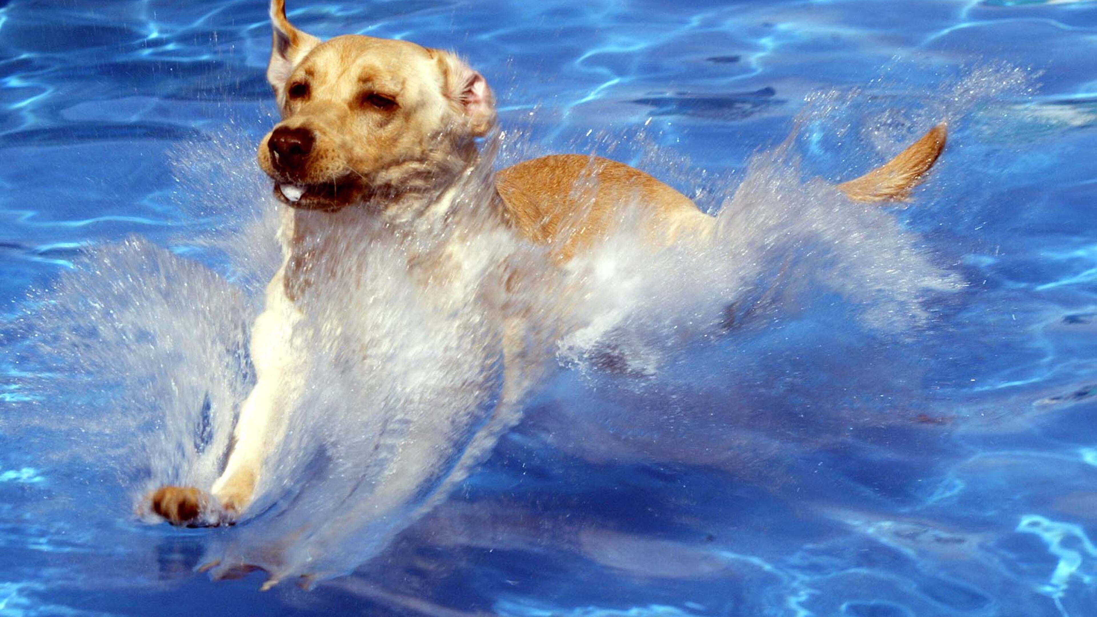 Don't miss this year's Splish Splash Doggie Bash at Piedmont Park on Oct. 1-2.