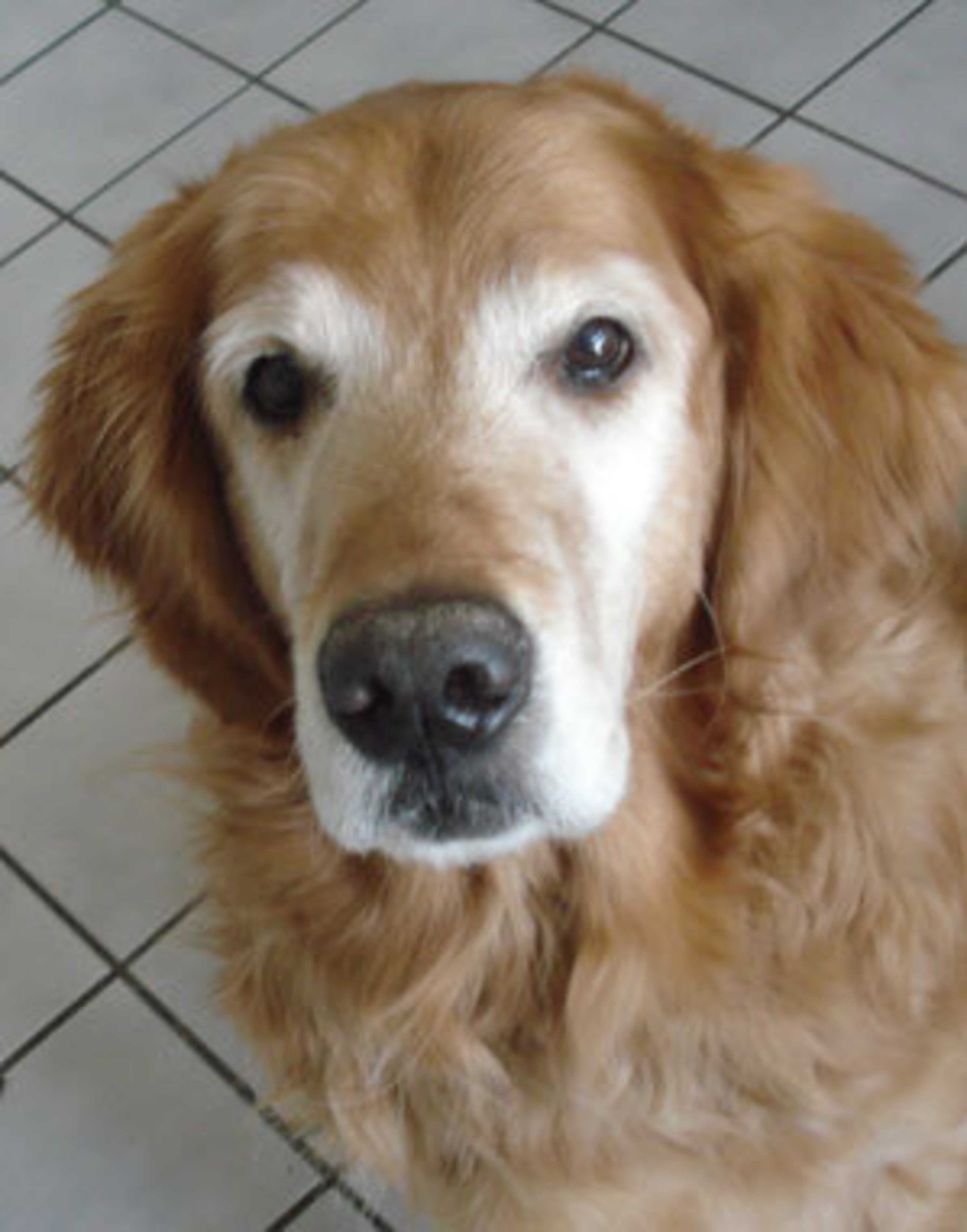 Gunther is an 8-year-old male with AKC papers. His family didn't have time for him anymore. But he's a sweetheart looking for love. Ask for him at www.adoptagoldenatlanta.com.
