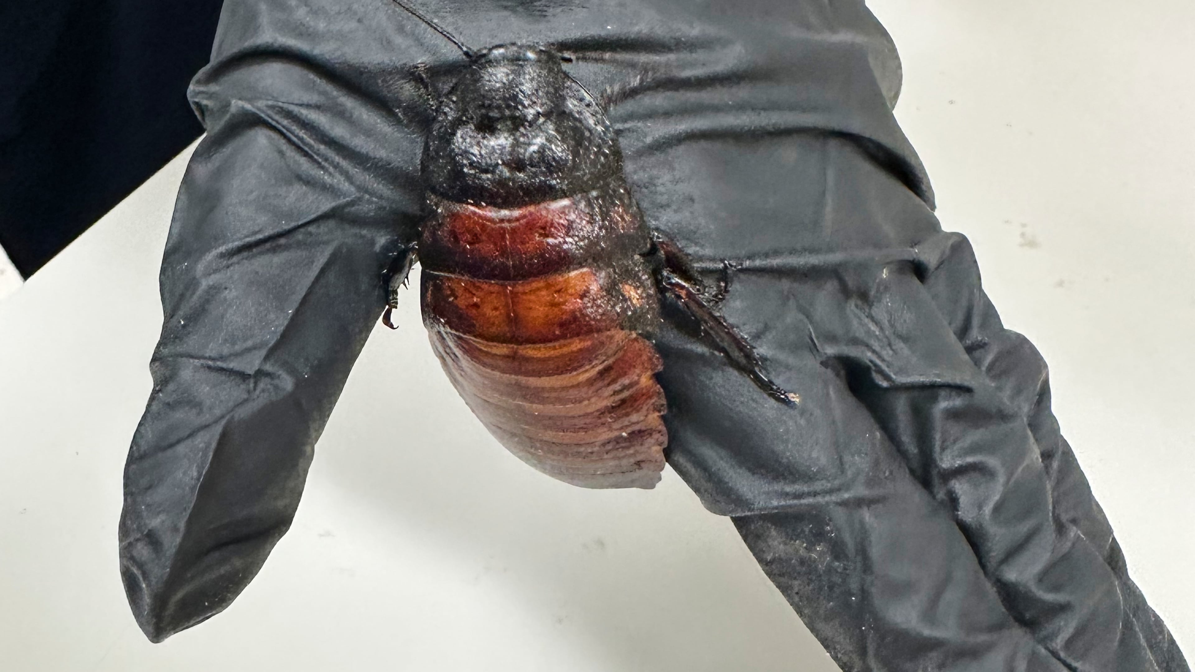 This image supplied by Australia's Department of Climate Change, Energy, the Environment and Water shows, a staff member holding a Madagascar hissing cockroach seized from a commercial breeder at Bathurst, Australia, Tuesday, May 26, 2026. (Department of Climate Change, Energy, the Environment and Water via AP)
