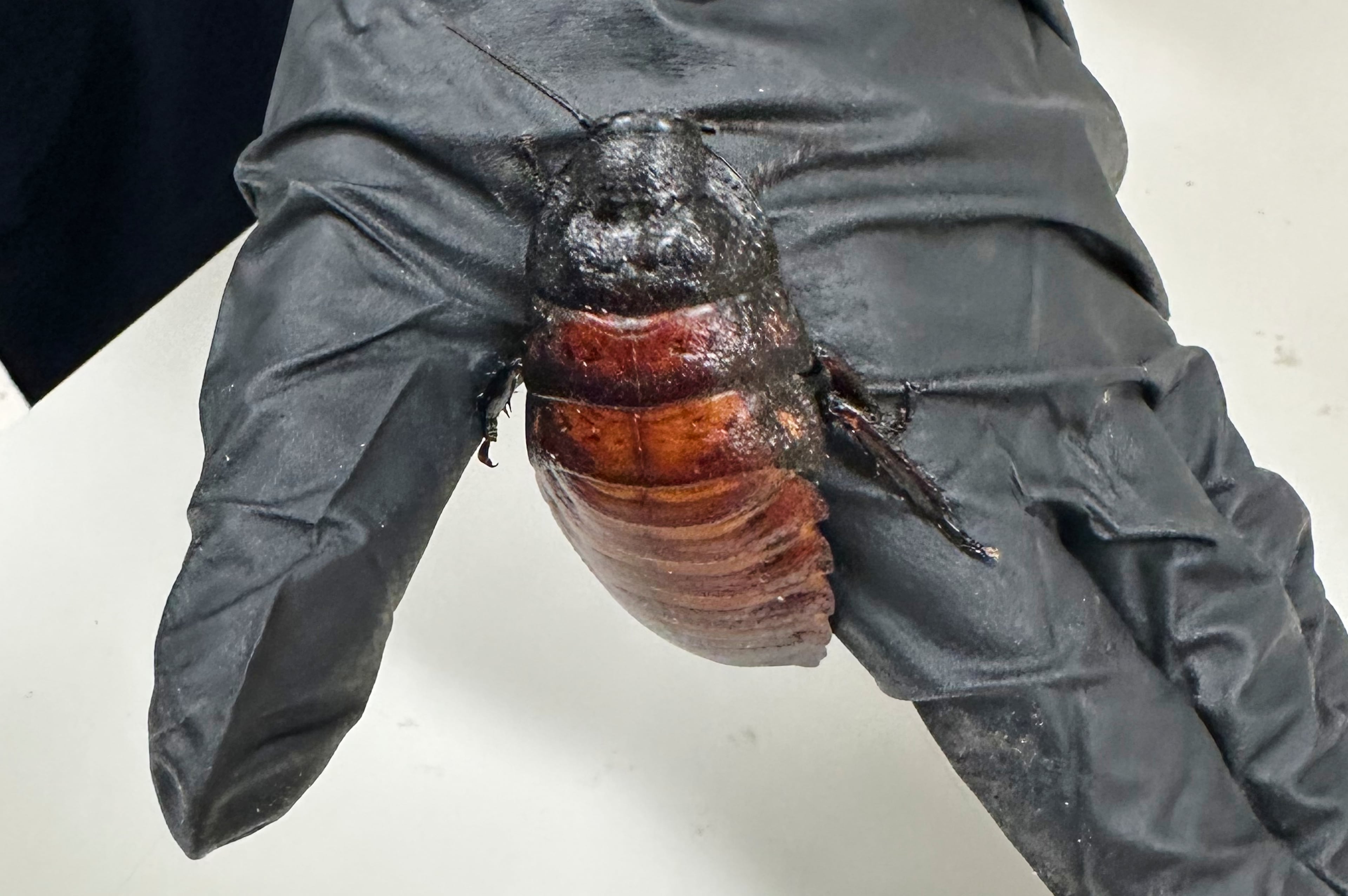 Australia Cockroaches Seized