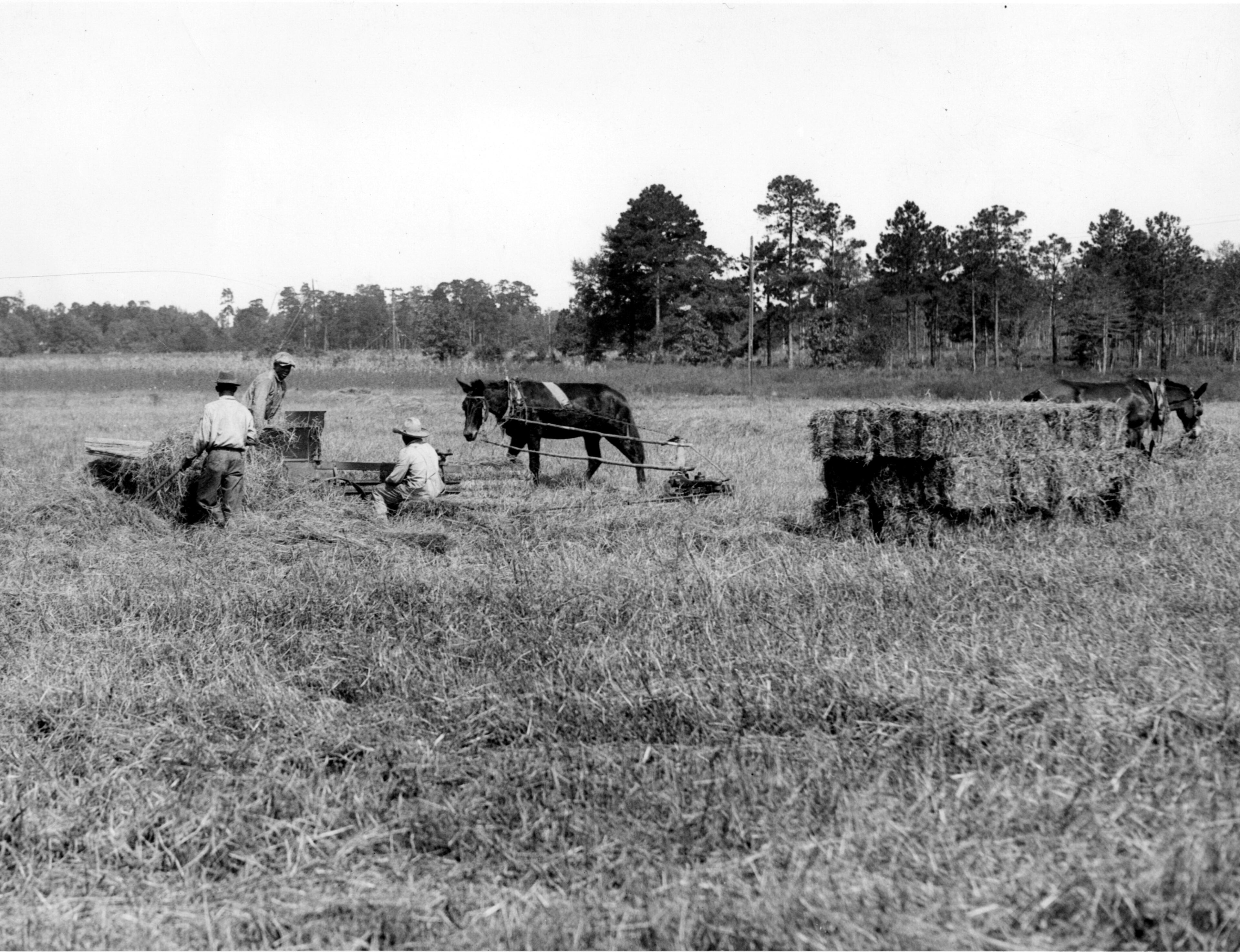 Original caption: "1935 -- One mule rests while the other works in the operation of this old-fashioned hay baling machine on the farm of W.M. Taggart in Dooly County. Big hay crops are typical of general improvement in that section."