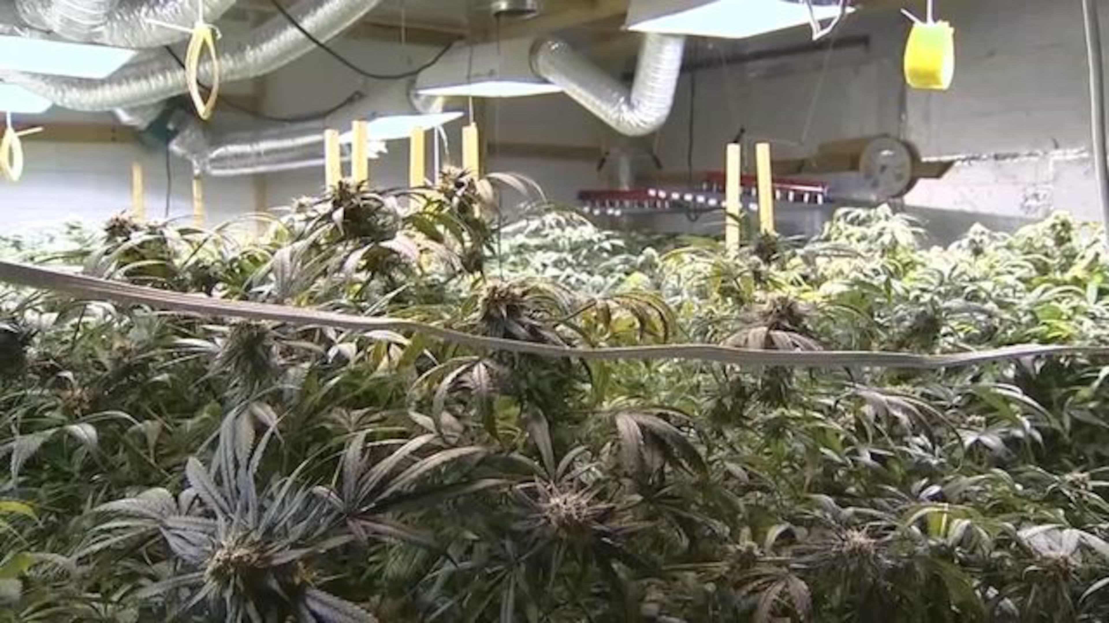 The GBI raided a major marijuana grow operation in DeKalb County on Tuesday.