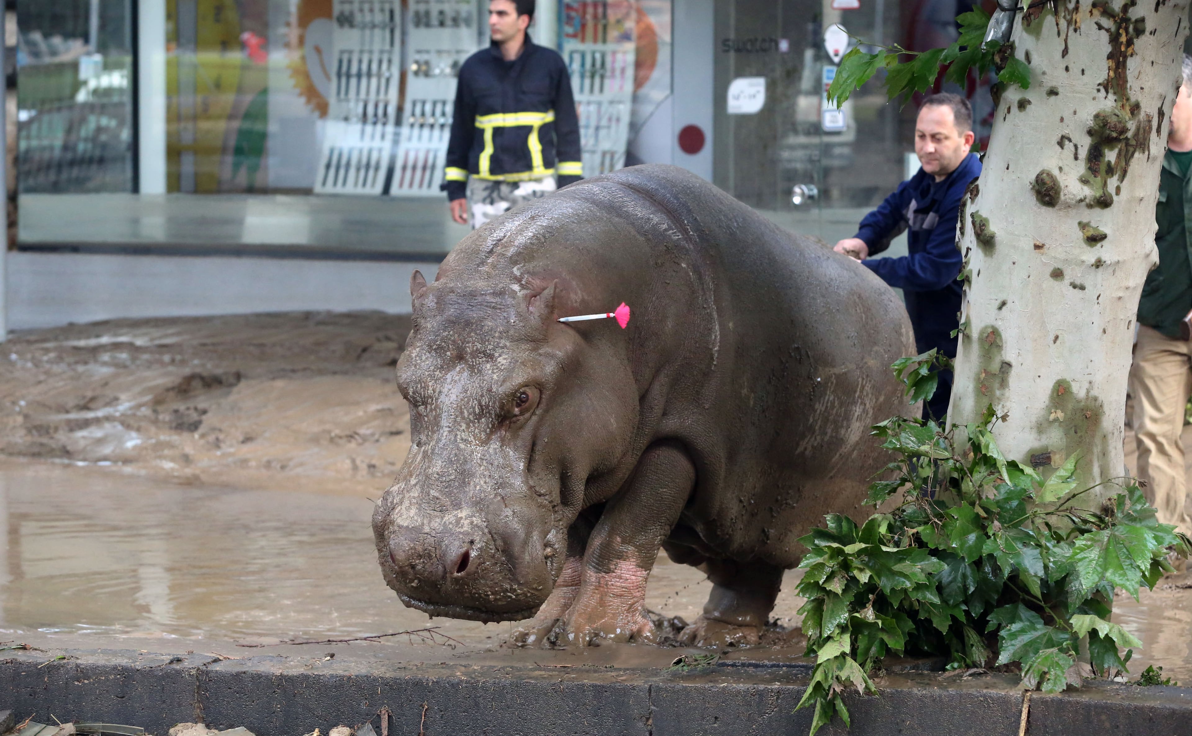 People follow a hippopotamus that has been shot with a tranquilizer dart after it escaped from a flooded zoo in Tbilisi, Georgia, Sunday, June 14, 2015. Tigers, lions, a hippopotamus and other animals have escaped from the zoo in Georgia�s capital after heavy flooding destroyed their enclosures, prompting authorities to warn residents in Tbilisi to say inside Sunday. At least eight people have been killed in the disaster, including three zoo workers, and 10 are missing. (AP Photo/Beso Gulashvili)