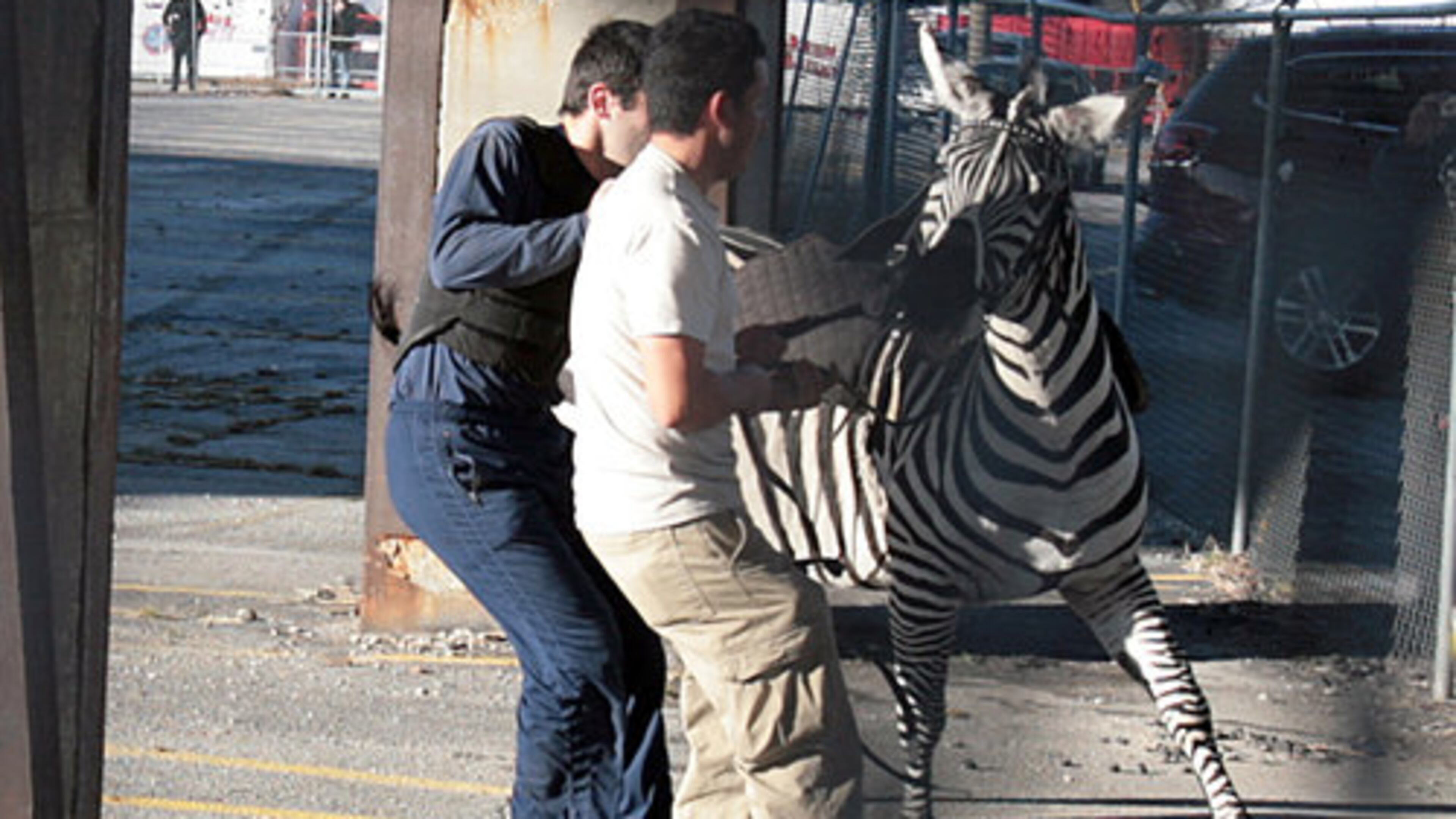 Workers try to contain a zebra that broke loose from the Ringling Bros. and Barnum & Bailey circus on Feb. 18, 2010, in downtown Atlanta. The zebra had already taken a tour through downtown before being captured in this parking lot. It then broke free again and made its way onto the Downtown Connector, where it was captured. (AJC 2010)