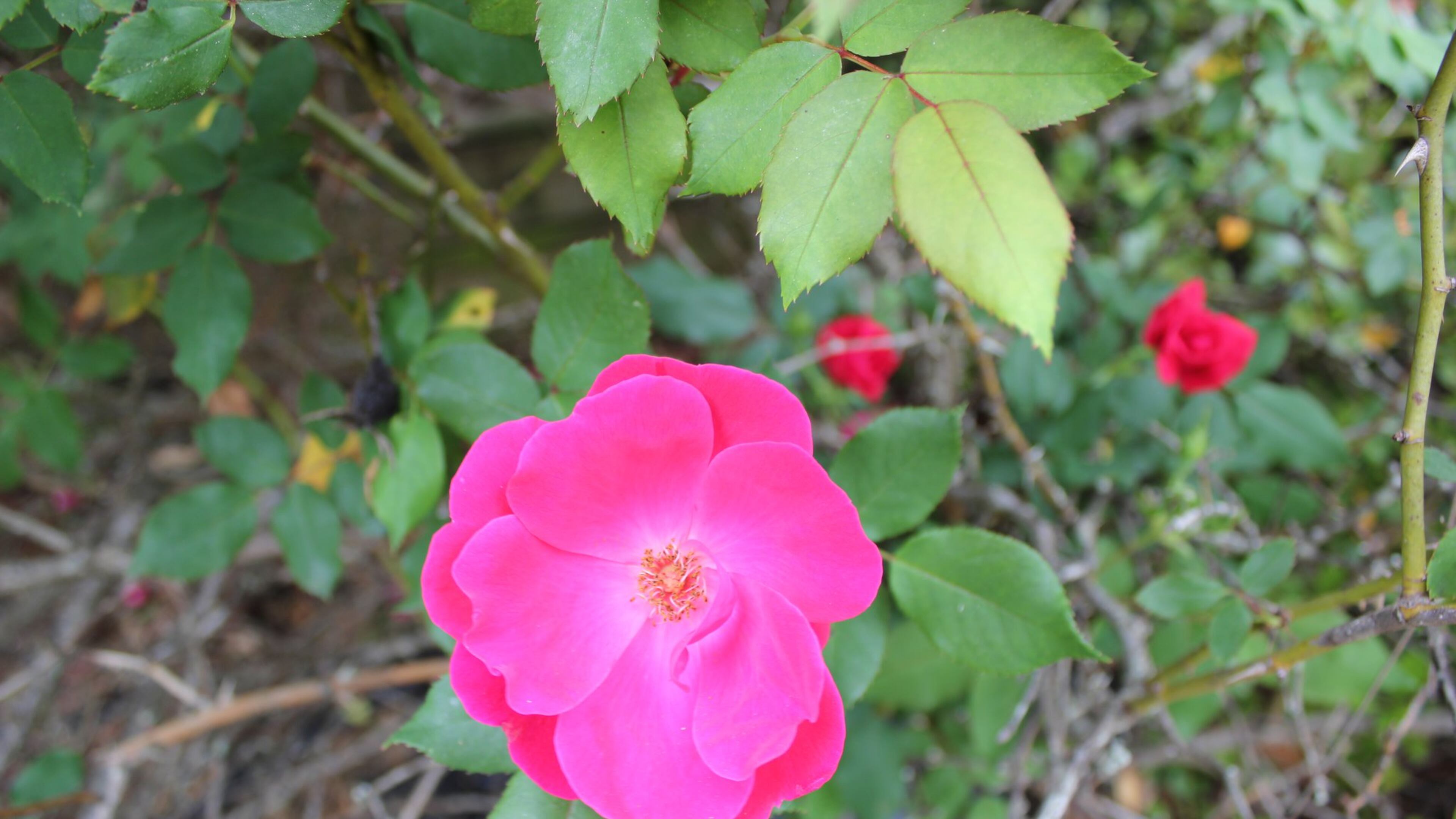 Deborah J Jackson of Ellenwood shared this photo. “I am fascinated with vibrant colors and unusual looking things in nature,” she wrote. “This flower grew in the midst of weeds. The color was so bright it spoke to me.”
