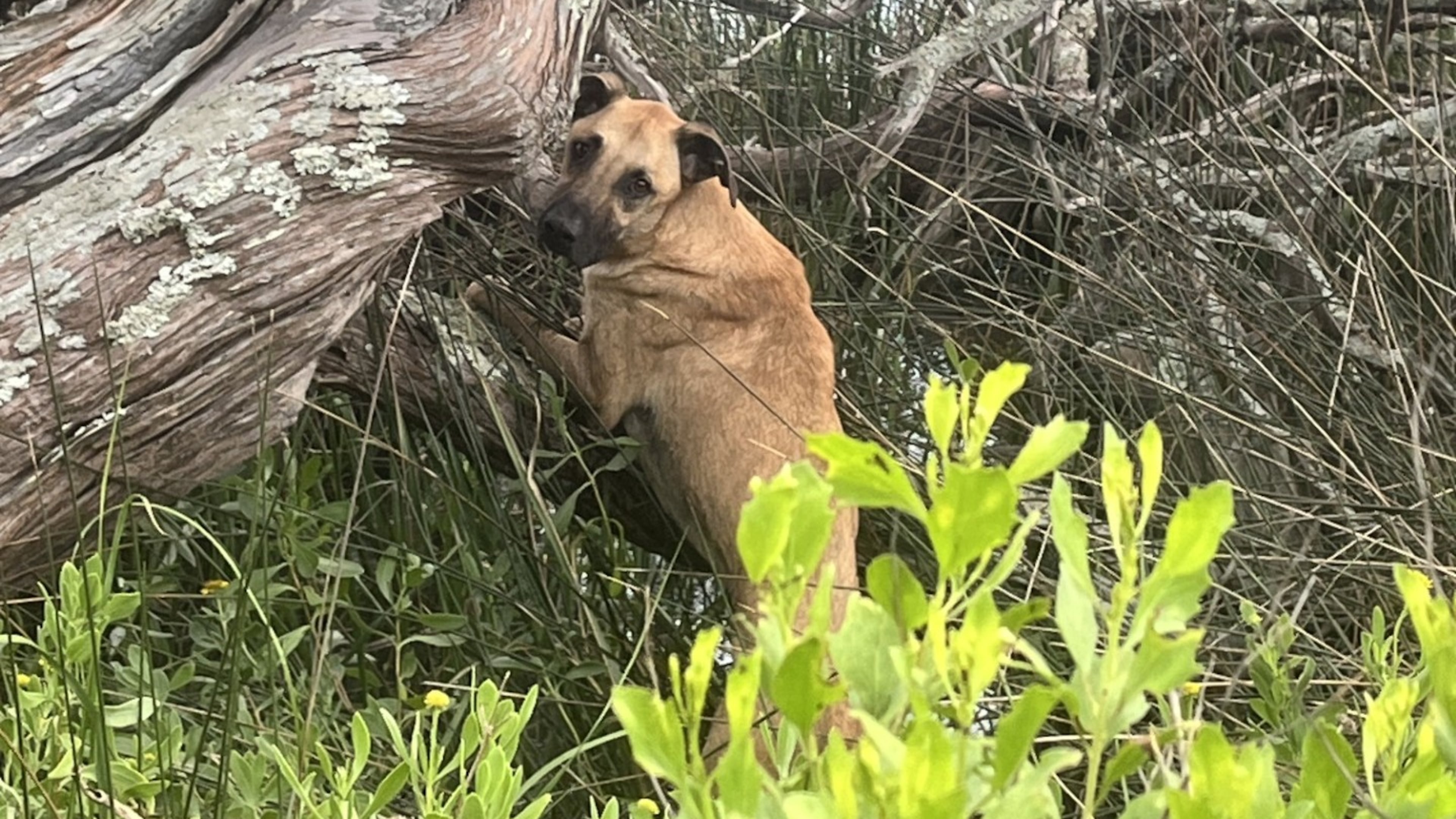 Walker, a 2-year-old hound, photographed on Little Tybee, an uninhabited island on Georgia's coast. The dog swam there after fleeing a fire. (Photo courtesy of Jon Dedic)