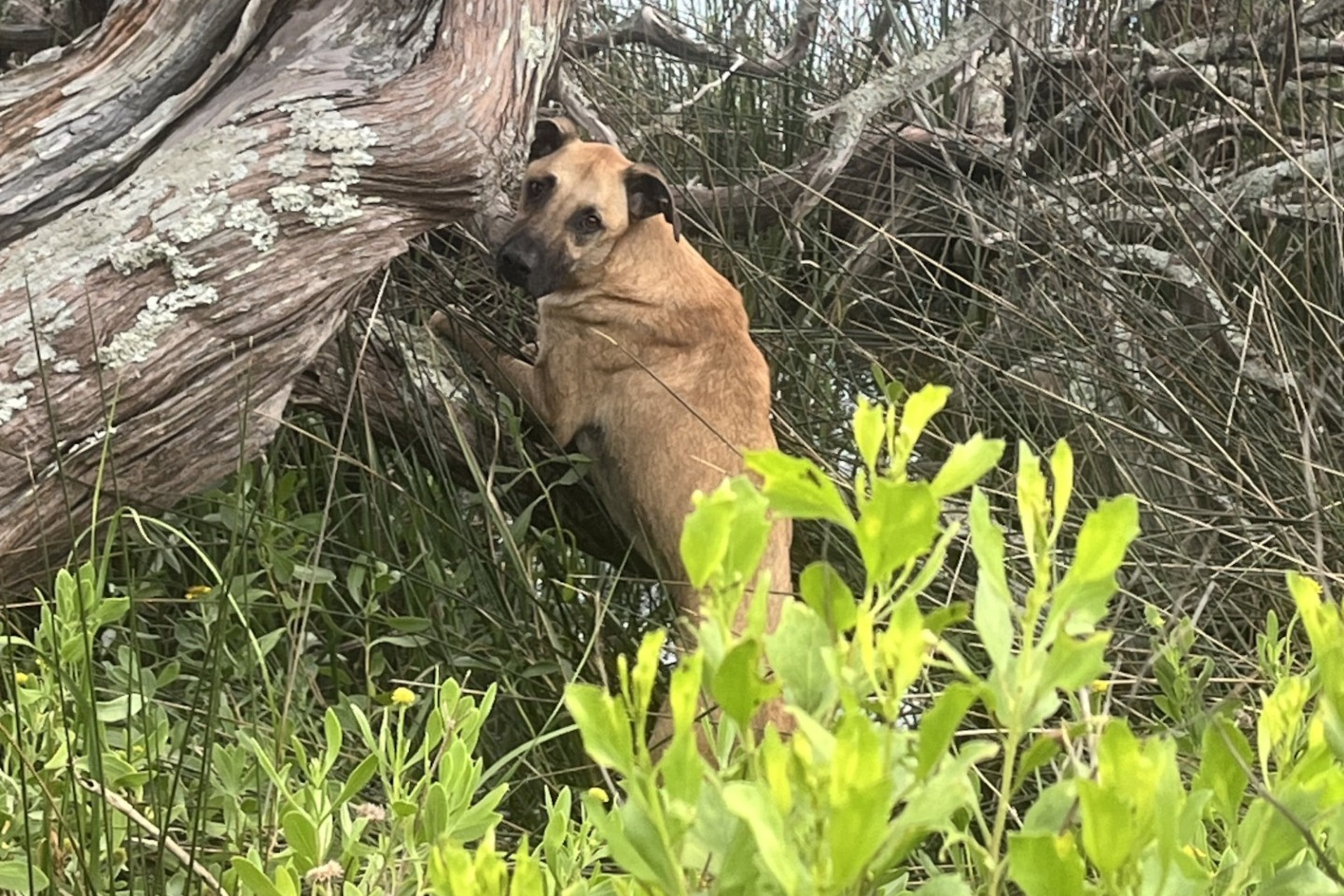 Walker, a 2-year-old hound, photographed on Little Tybee, an uninhabited island on Georgia's coast. The dog swam there after fleeing a fire. (Photo courtesy of Jon Dedic)