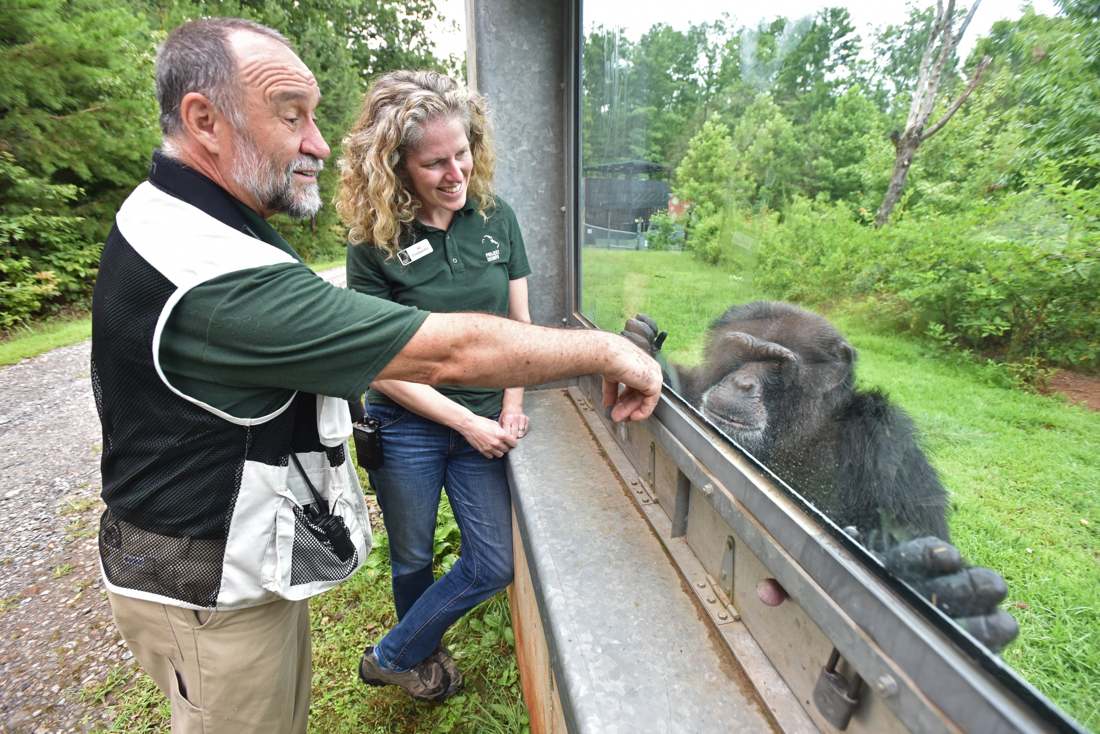 August 9, 2018 Morganton - Mike Seres (left), Director of Chimpanzee Management, and Ali Crumpacker, Executive Director, greet a male chimp Marlom at Project Chimps in Morganton on Thursday, August 9, 2018. Project Chimps provides lifetime care to former research chimpanzees in a sanctuary on 236-acres of forested land in the Blue Ridge Mountains. HYOSUB SHIN / HSHIN@AJC.COM