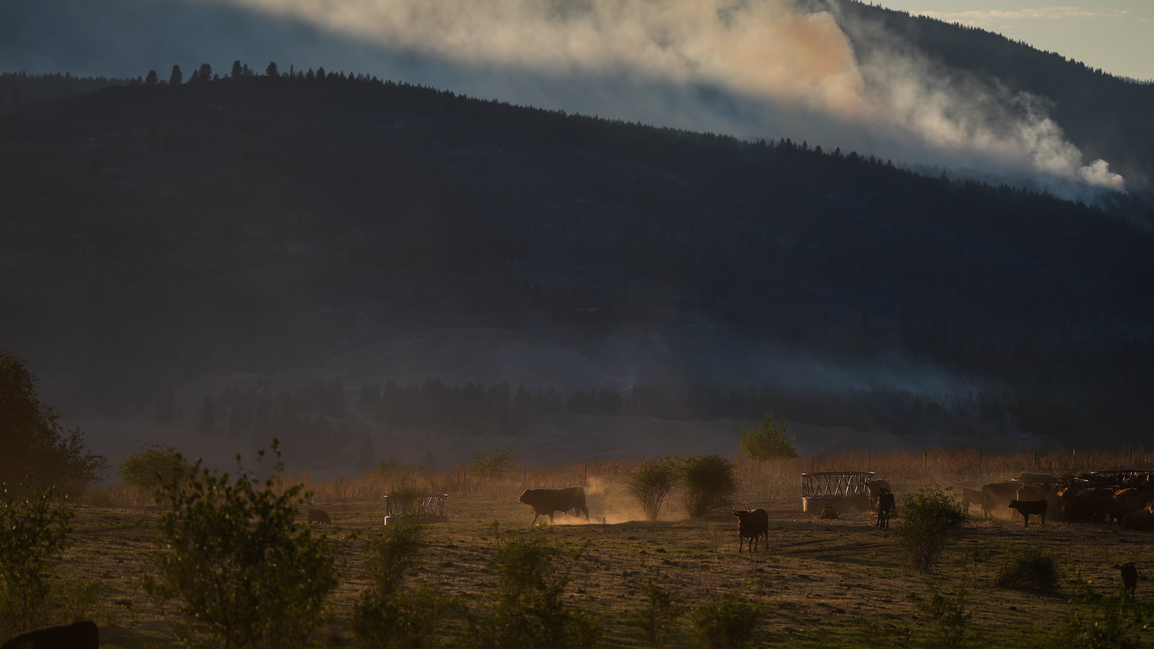 Cattle walk and graze at a ranch as the Bradley Creek wildfire burns in the distance, in Vernon, British Columbia, Monday, Aug. 3, 2026. (Darryl Dyck/The Canadian Press via AP)