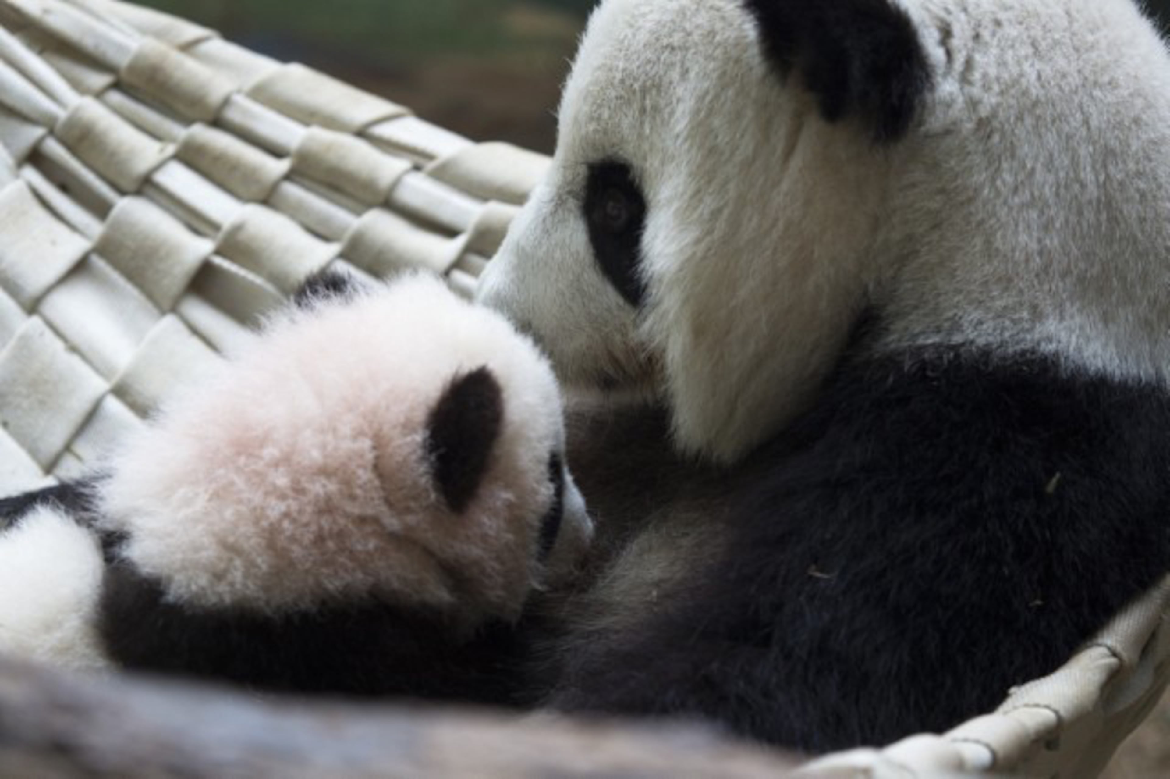 Giant panda mom Lun Lun with Mei Huan.
