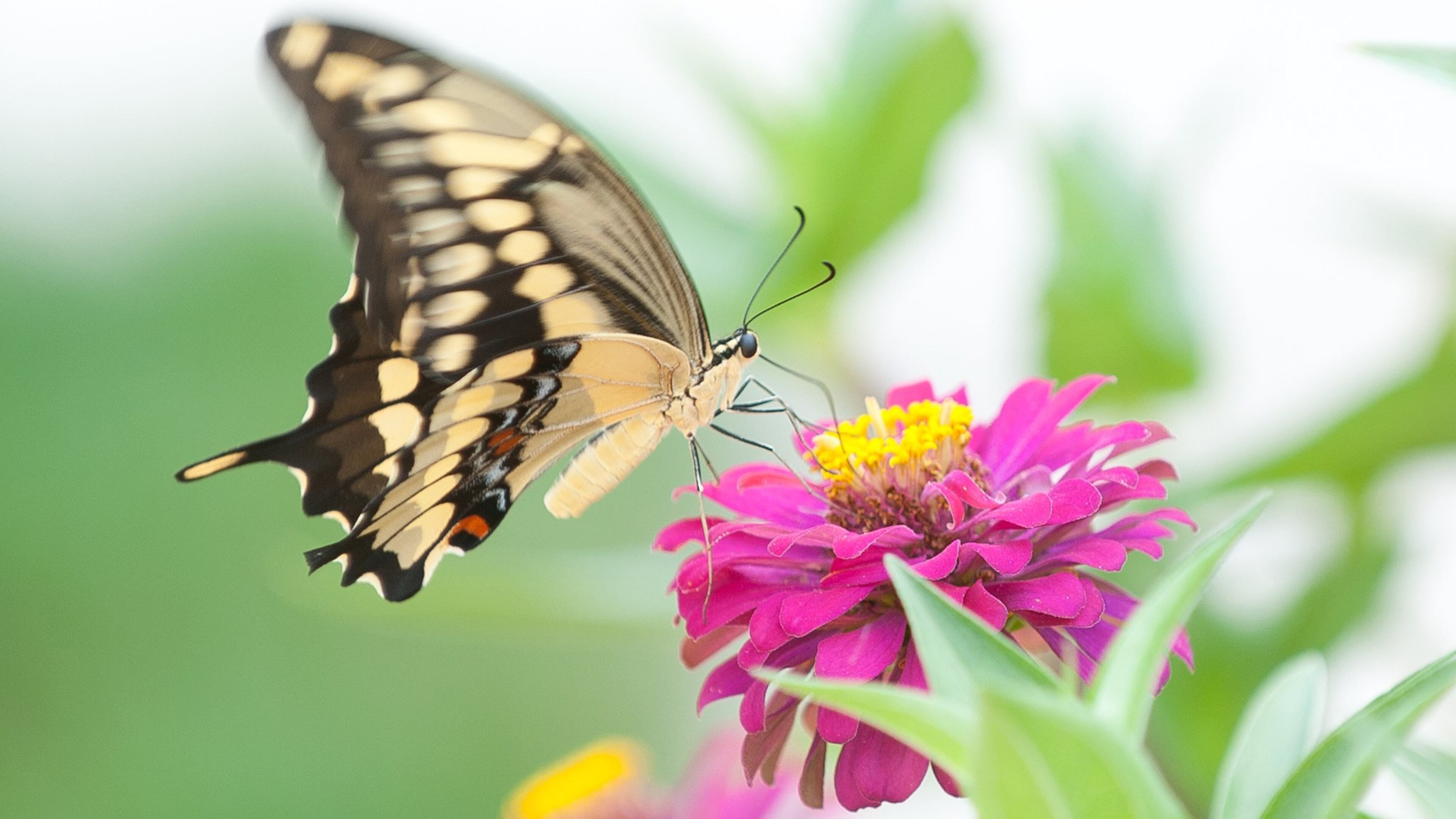 A giant swallowtail butterfly rests upon a zinnia in a flowerbed.