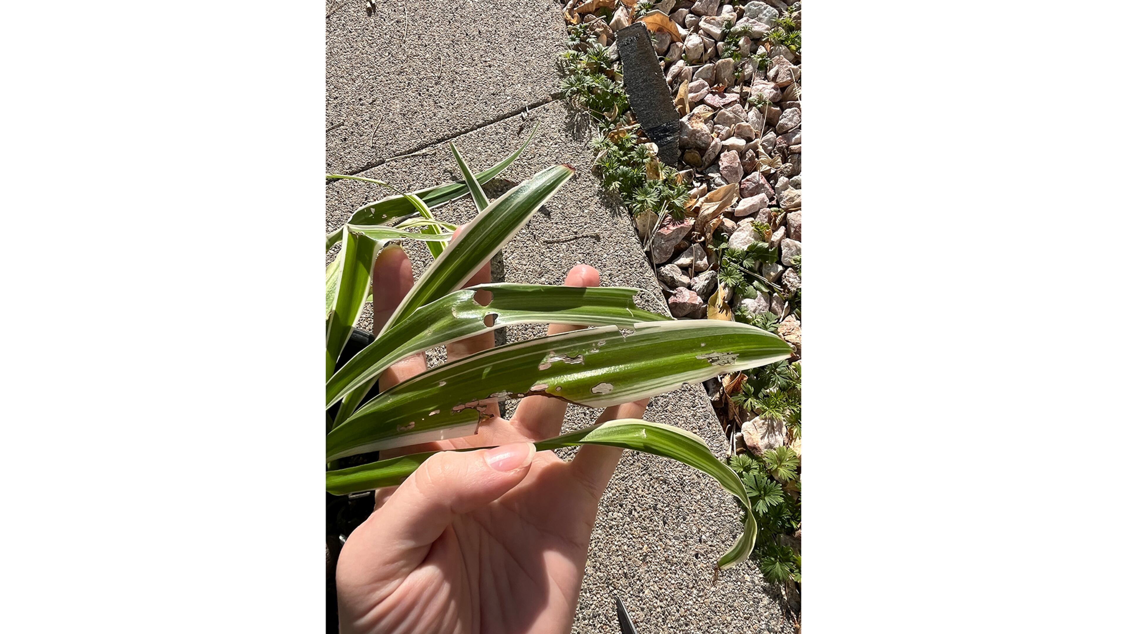 Snail damage includes holes in the leaves plus "windowpanes" where only one surface of the leaf tissue was eaten. (Walter Reeves for The Atlanta Journal-Constitution)