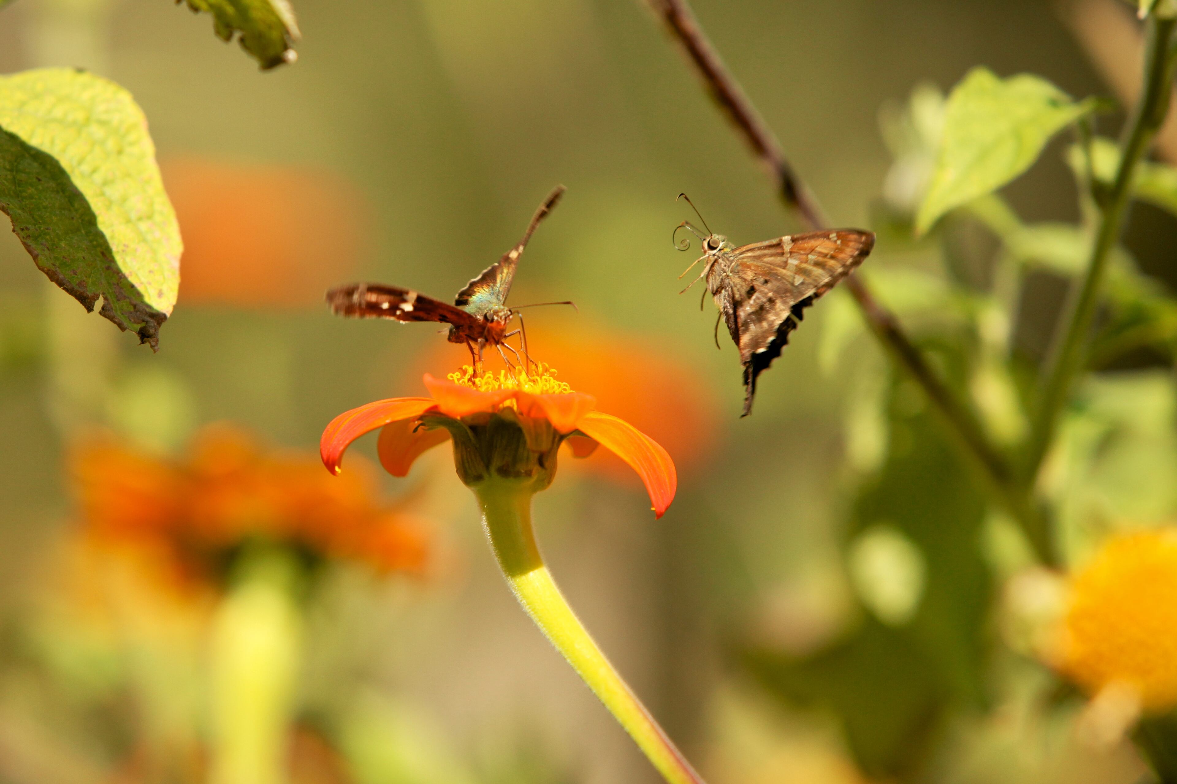 Check out these spectacular images of some of the inhabitants of Little St. Simons Island that she has captured while working as a naturalist there.