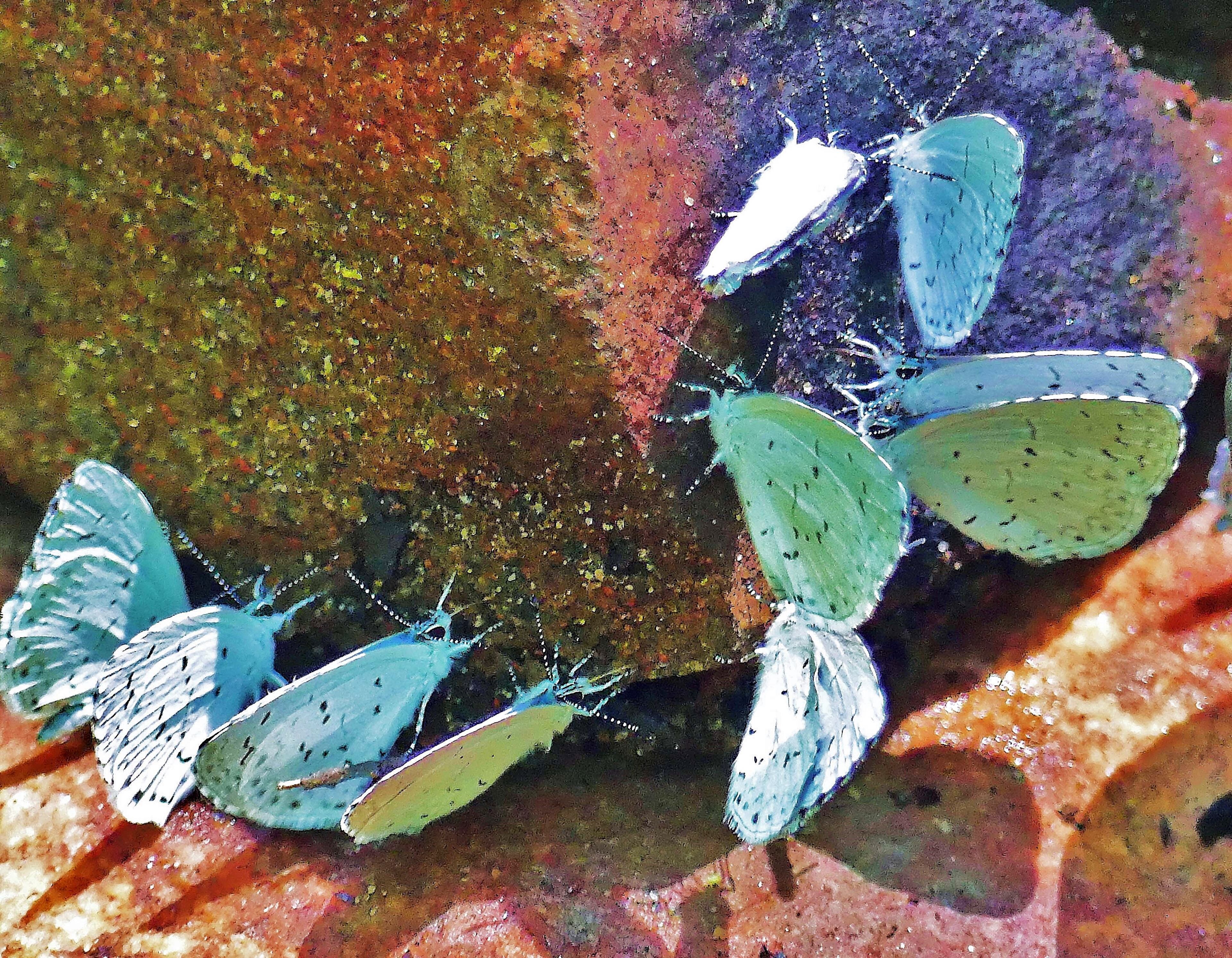 Summer azure butterflies hold a "drinking party," where they sip moisture with dissolved salts and minerals from the surface of a rock in North Georgia's Union County. The nutrients are vital for butterfly reproduction.
Courtesy of Charles Seabrook