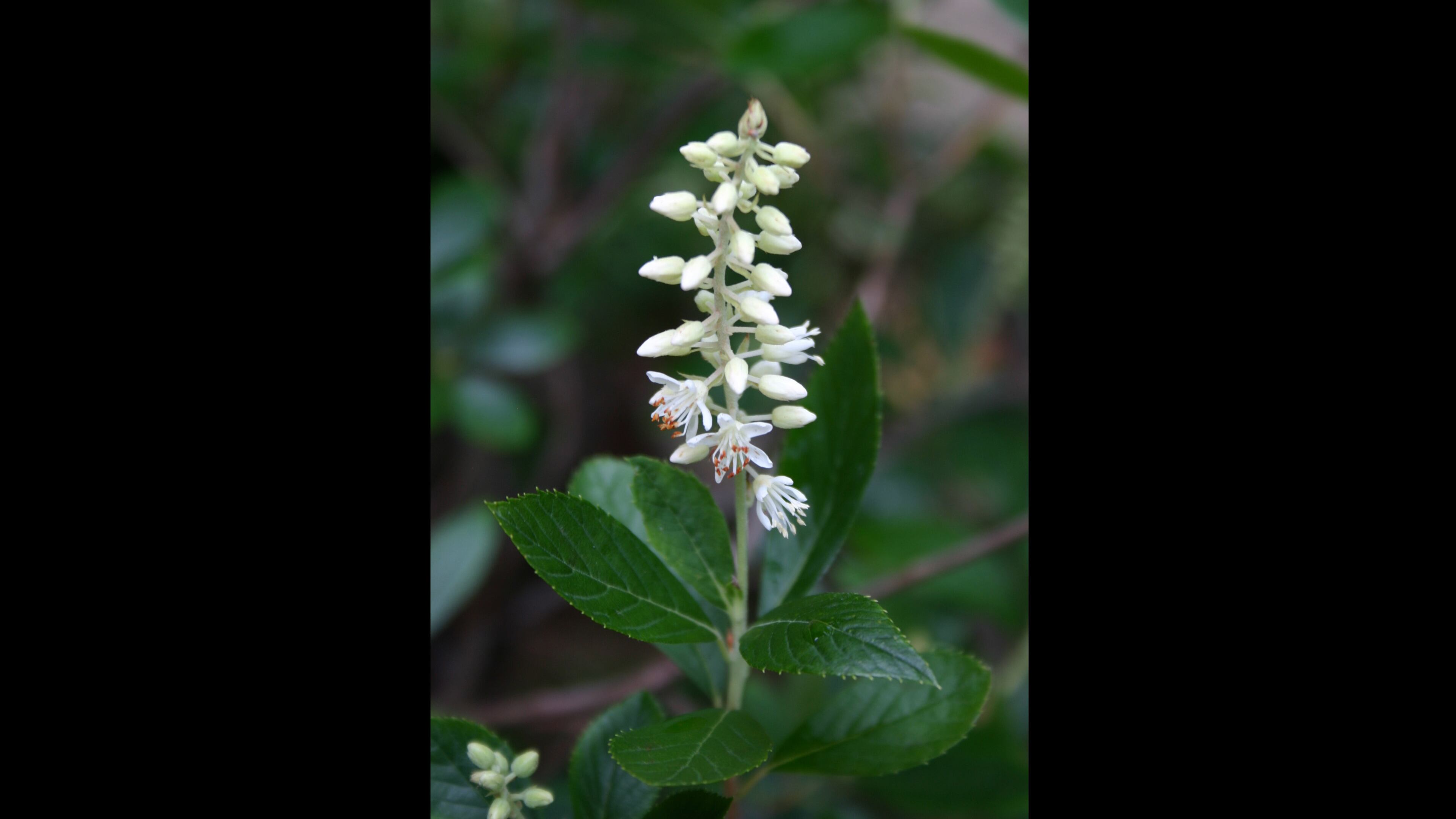 The upright spikes of clethra (summersweet) can be bright white or a deep pink. (Walter Reeves for The Atlanta Journal-Constitution)