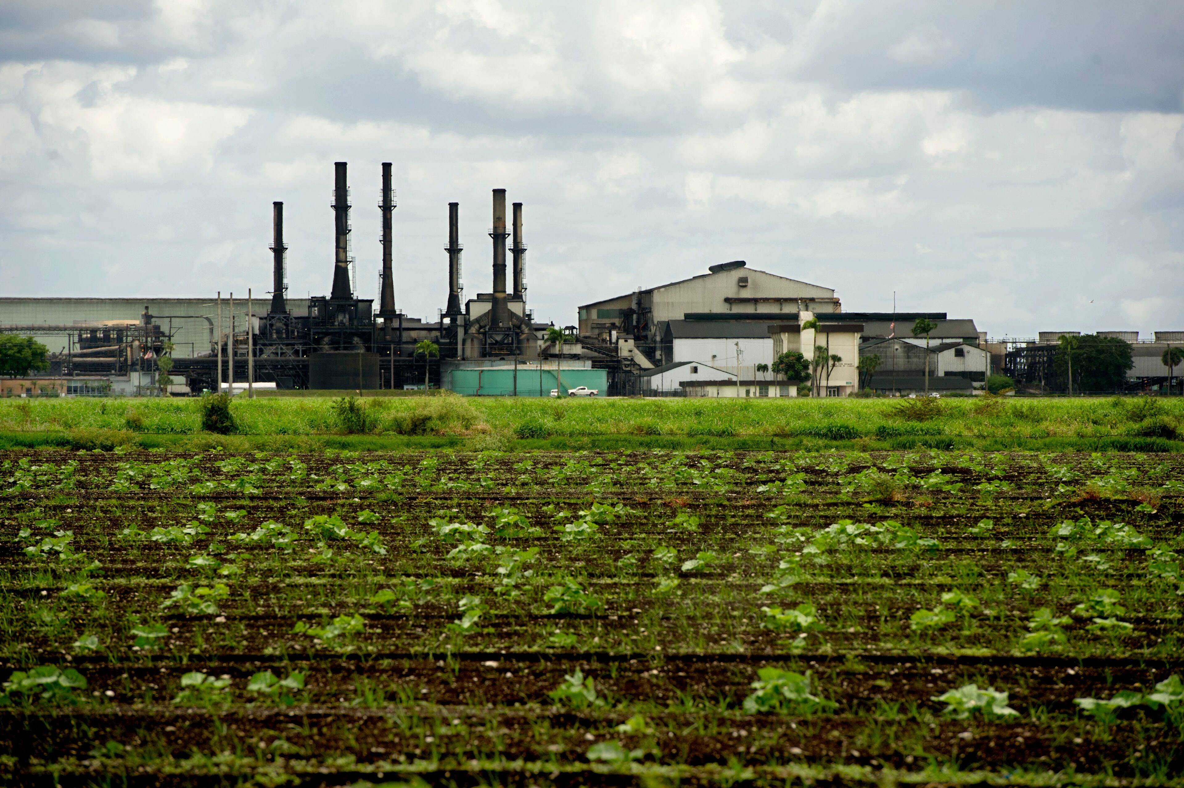 The American flag flies at half staff at the Sugar Cane Growers Cooperative of Florida in Belle Glade. Felix Cabrera of Belle Glade is accused of killing a 67-year-old man on the property in early June.