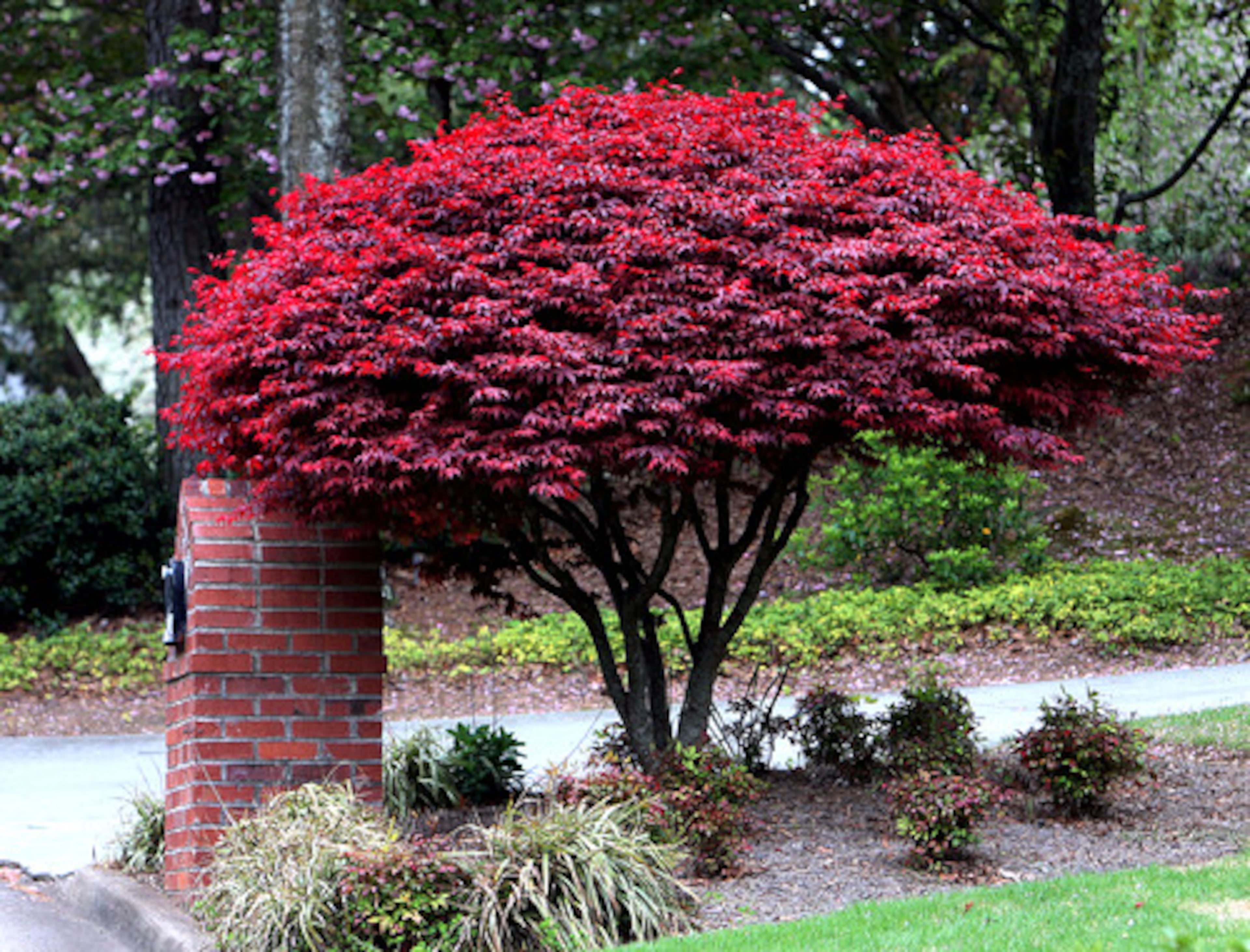 The Japanese maple (Acer palmatum) unfurls its green or red leaves in early spring. In the fall, expect a spectacular color change before the leaves drop.