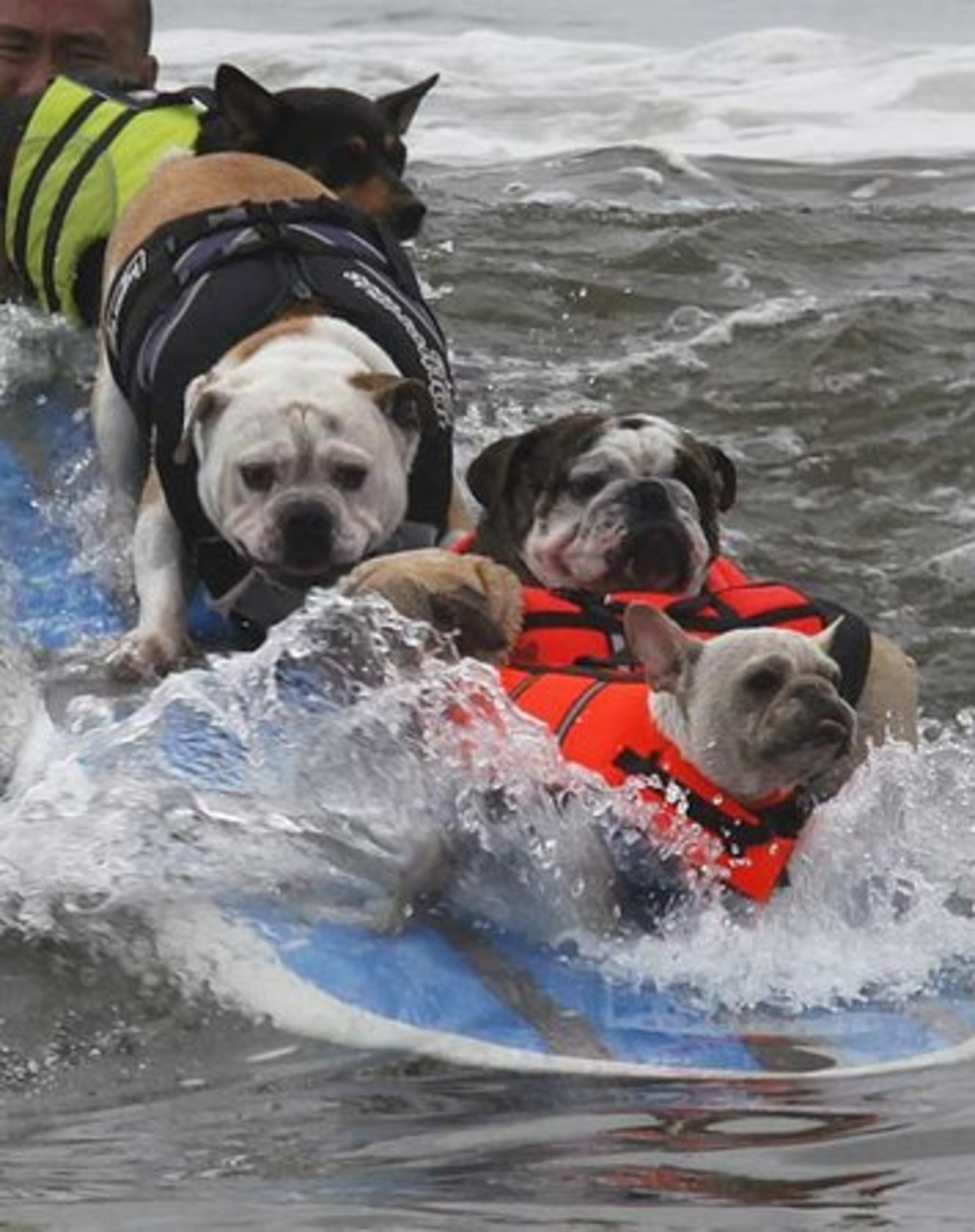 These six dogs, some obscured, attempted to establish a world record for most dogs surfing on one board.