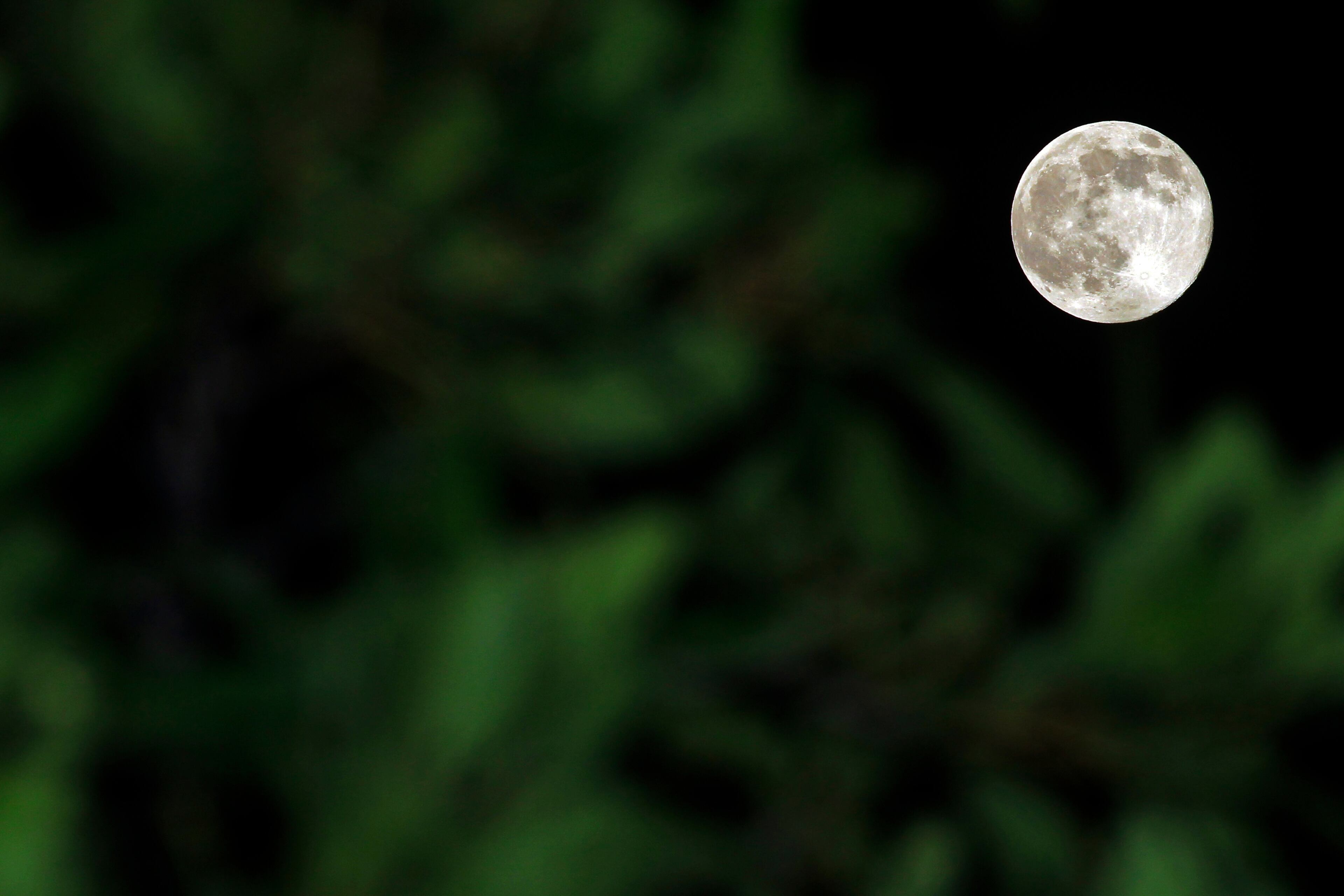 A supermoon rises behind a tree in Klang, outside Kuala Lumpur, Malaysia, Saturday, July 12, 2014. The phenomenon, which scientists call a "perigee moon," occurs when the moon is near the horizon and appears larger and brighter than other full moons. (AP Photo/Lai Seng Sin)