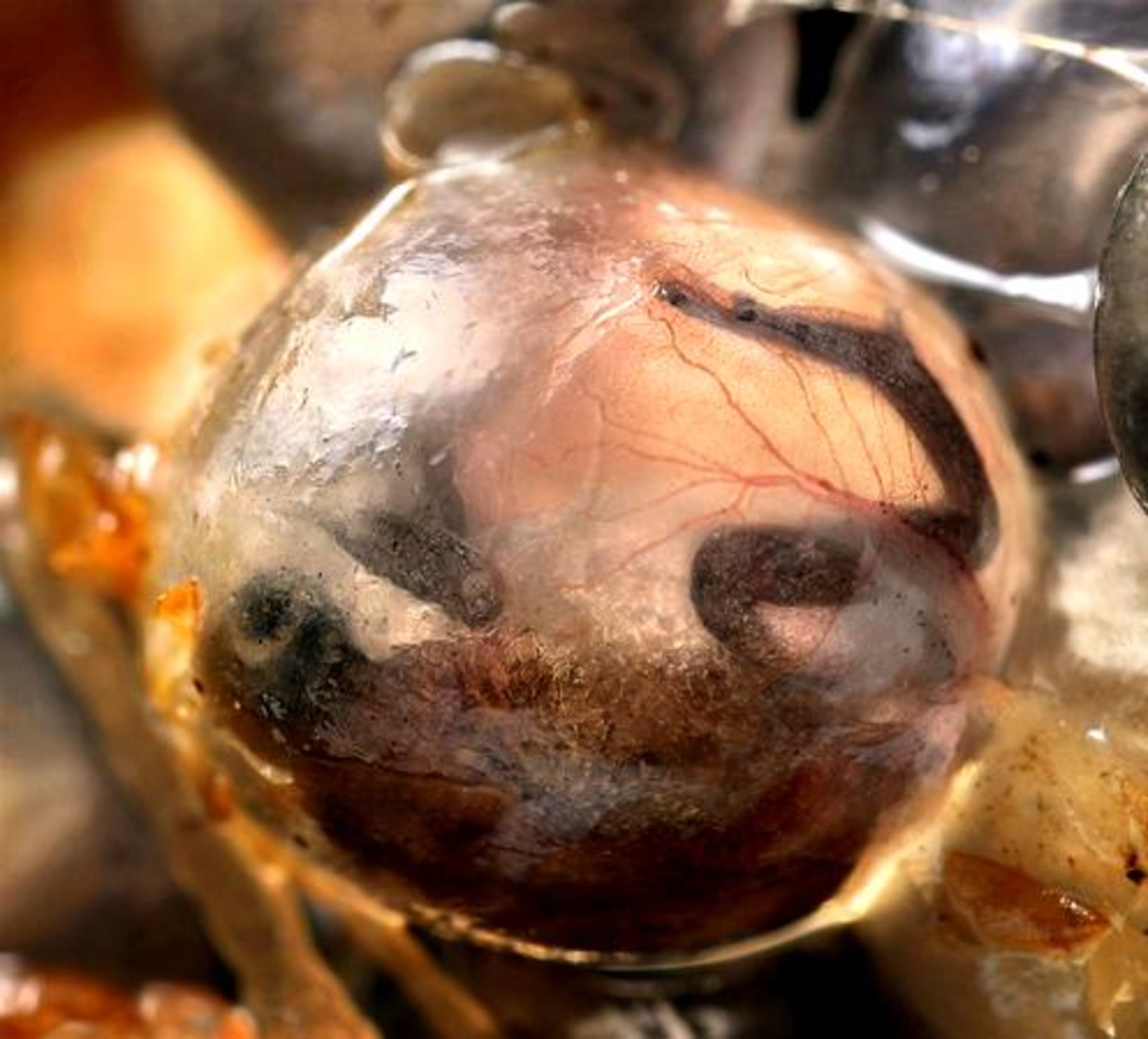 A Puerto Rican Coqui frog embryo ready to hatch.