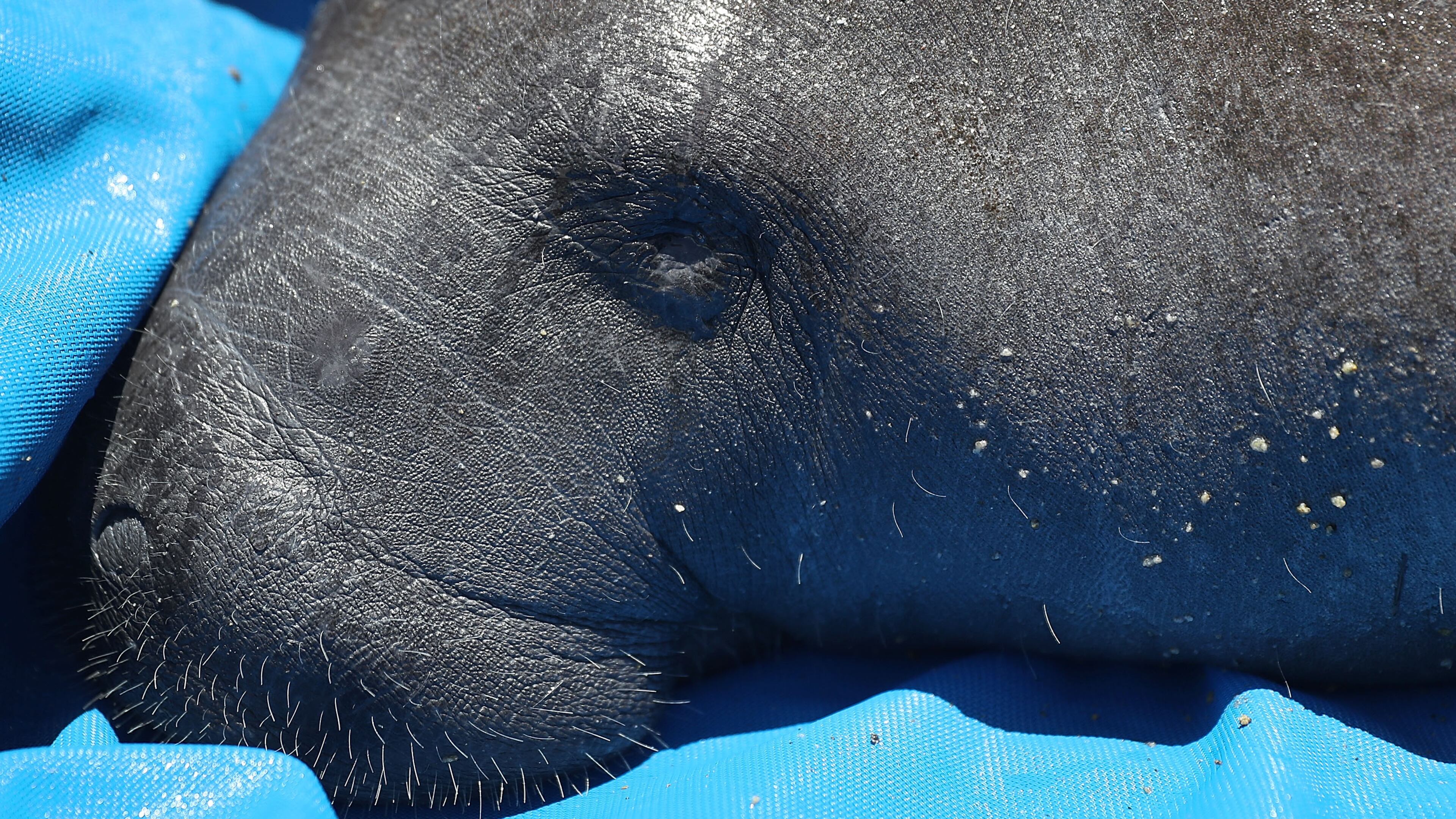 Manatees like the one pictured have been spotted in Florida’s waters, according to findings from the Florida Fish and Wildlife Conservation Commission. (Photo by Joe Raedle/Getty Images)