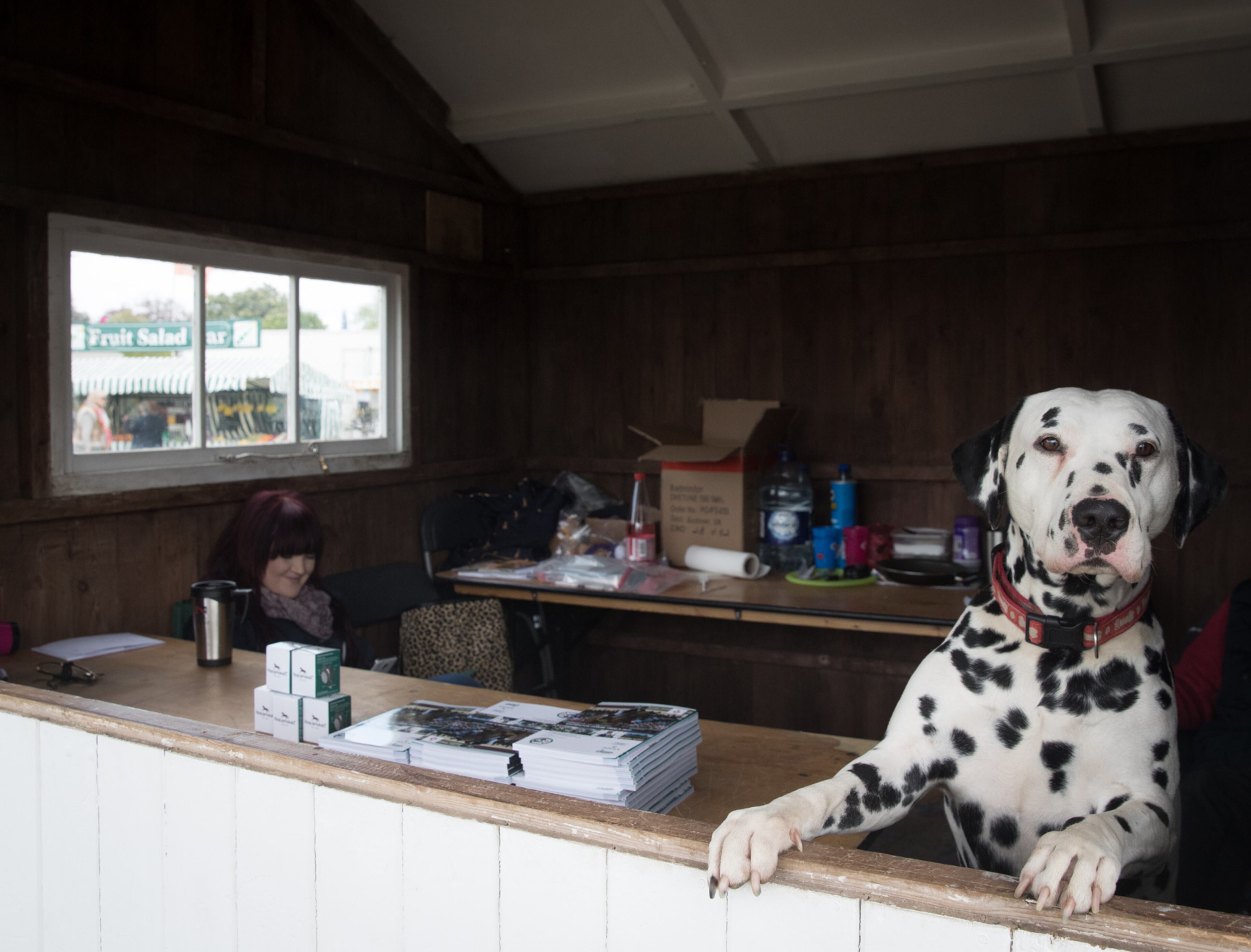 BADMINTON, GLOUCESTERSHIRE - MAY 04: A dog looks out of a booth selling programmes on the second day at the Mitsubishi Motors Badminton Horse Trials on May 4, 2017 in Badminton, Gloucestershire. The event, which runs until Sunday and is held on the Duke of Beaufort's estate attracts riders and horses from across the globe to compete in what is seen as one of the highlights of the equestrian eventing calendar. (Photo by Matt Cardy/Getty Images) ***BESTPIX***