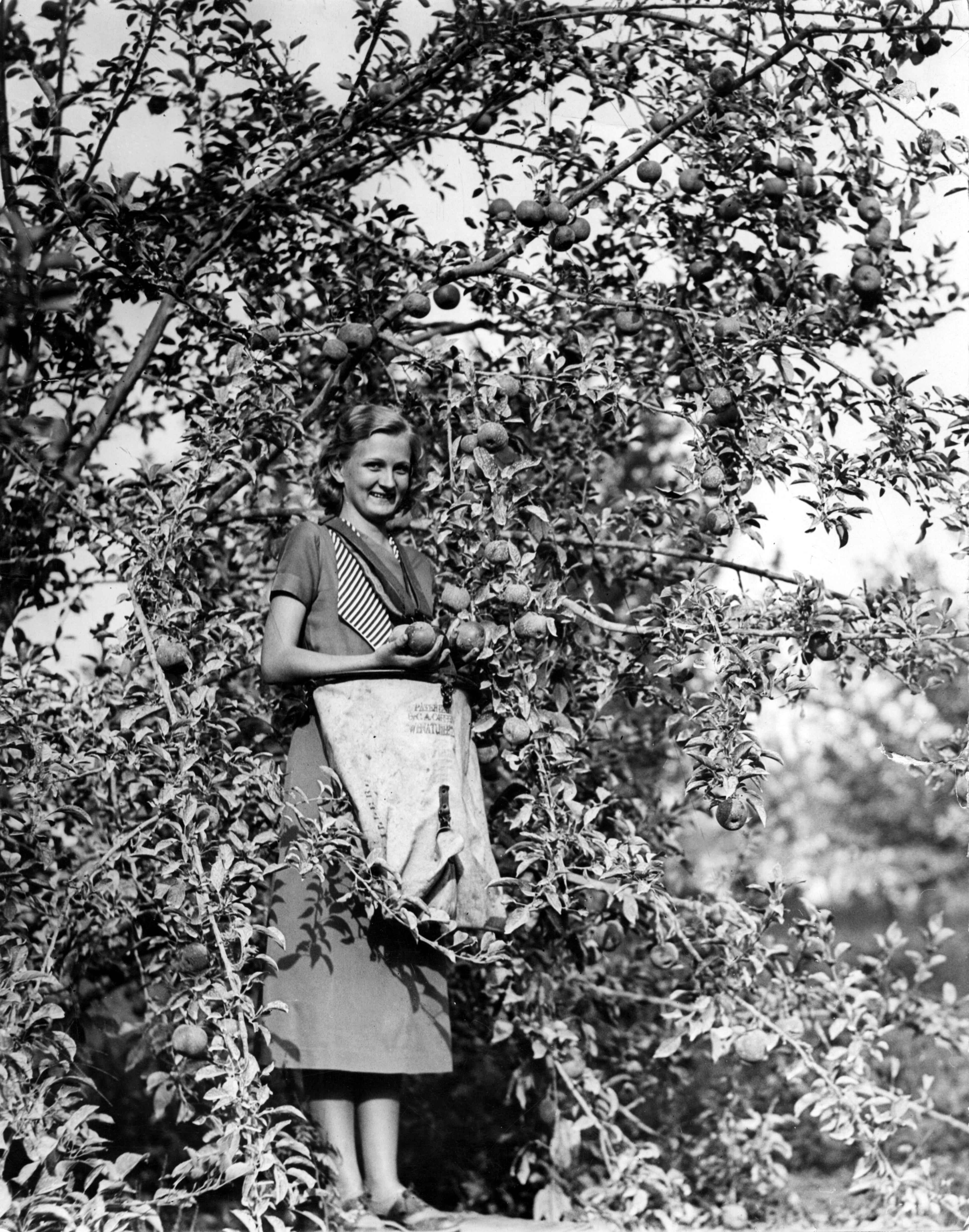 Original caption: "1932 -- Mary Ruth Duckett of Cornelia, Ga., picking apples."