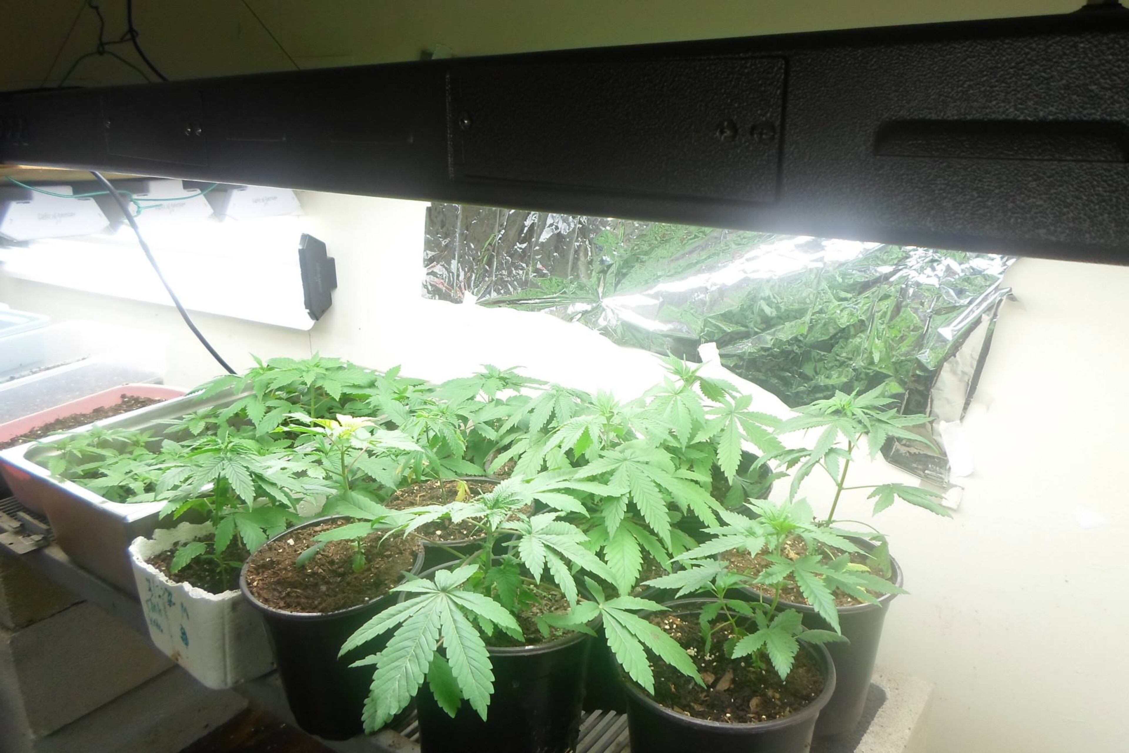 From the Marion County Sheriff’s Office Face Book site: “On January 1, 2014 deputies responded …to a possible Marijuana grow house. Deputies were able to see the plants inside the garage area and notified the Drug Task Force. The Drug Task Force obtained a search warrant for the location and 225 Marijuana Plants were located on the property. The property owner stated that he rents that location to a man named “Jason” but the investigation revealed that “Jason” is Aubrey Lee Price.”