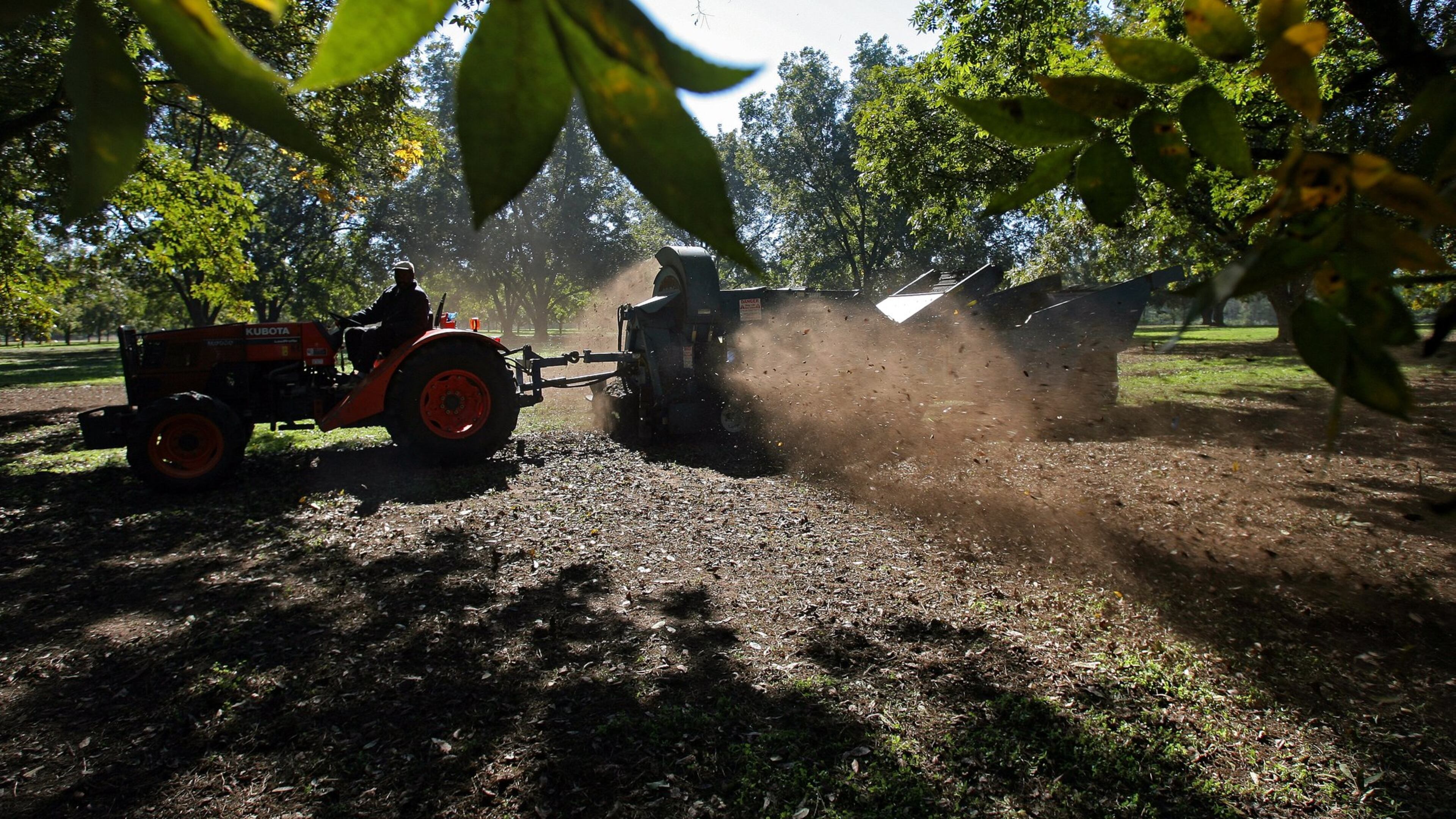 India announced Wednesday that it will reduce its tariff on pecans from 100% to 30%, which could be a boon to growers in Georgia who are responsible for one-third of the pecans produced in the U.S. U.S. pecan sales in India could increase from $1 million per year to $50 million to $60 million by 2030, according to Pecan South magazine. (Ben Gray for The Atlanta Journal-Constitution)