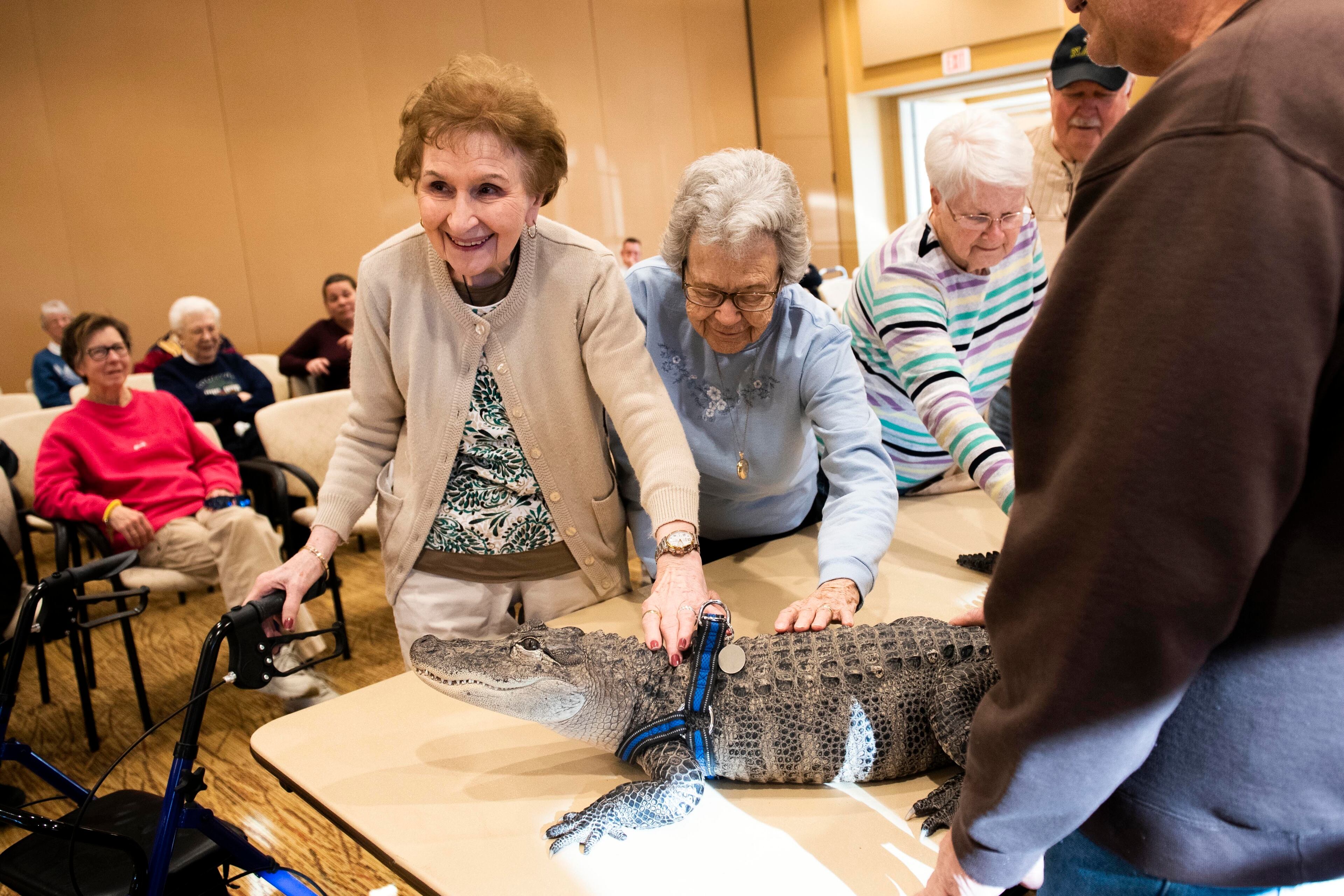In this Jan. 14, 2019, photo Gloria Watson, left, and Alice Brown pet Wally, a 4-foot-long emotional support alligator, at the SpiriTrust Lutheran Village at Sprenkle Drive in York, Pa.