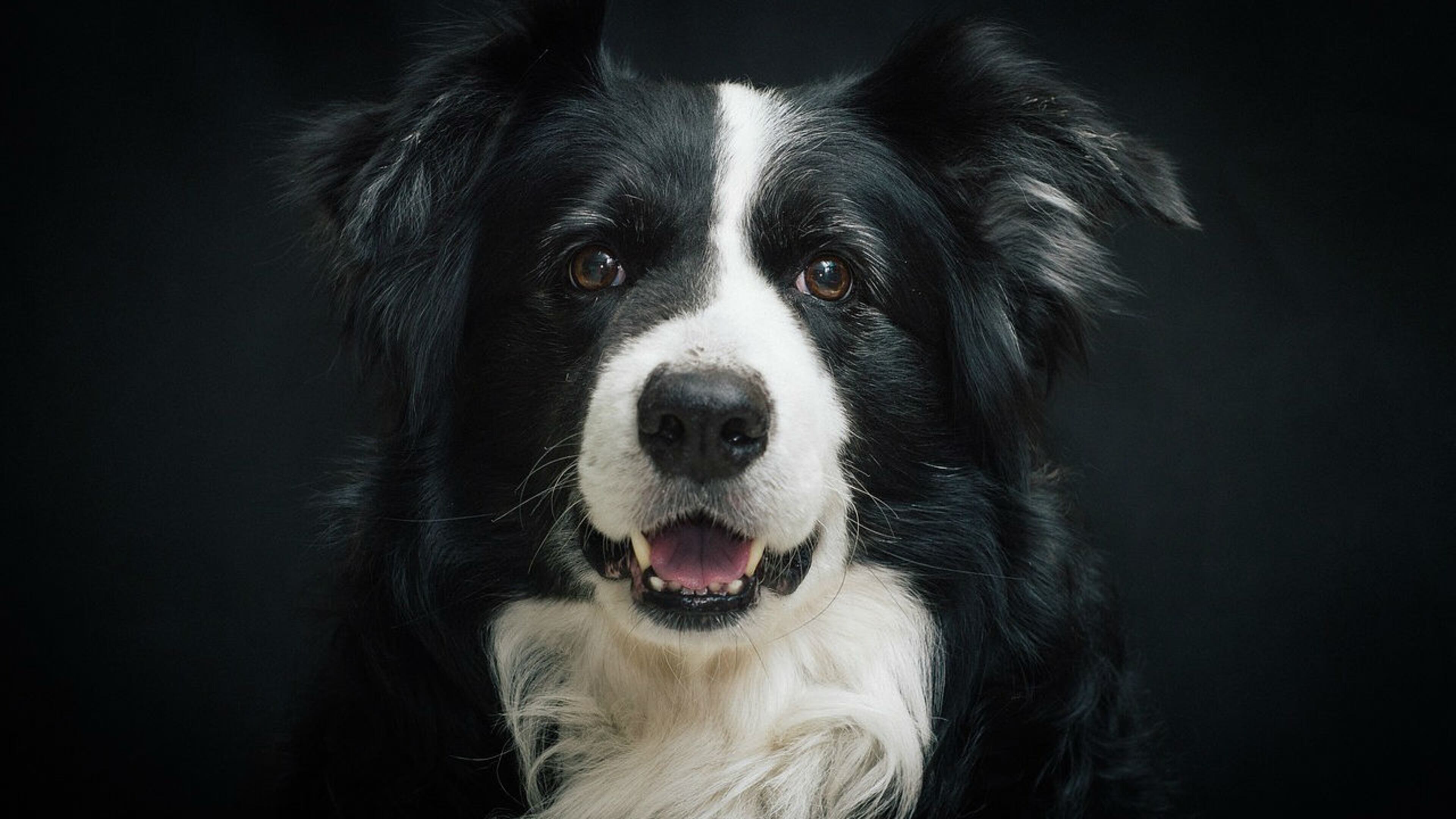 Border collie. File photo. (Photo: Pixabay)