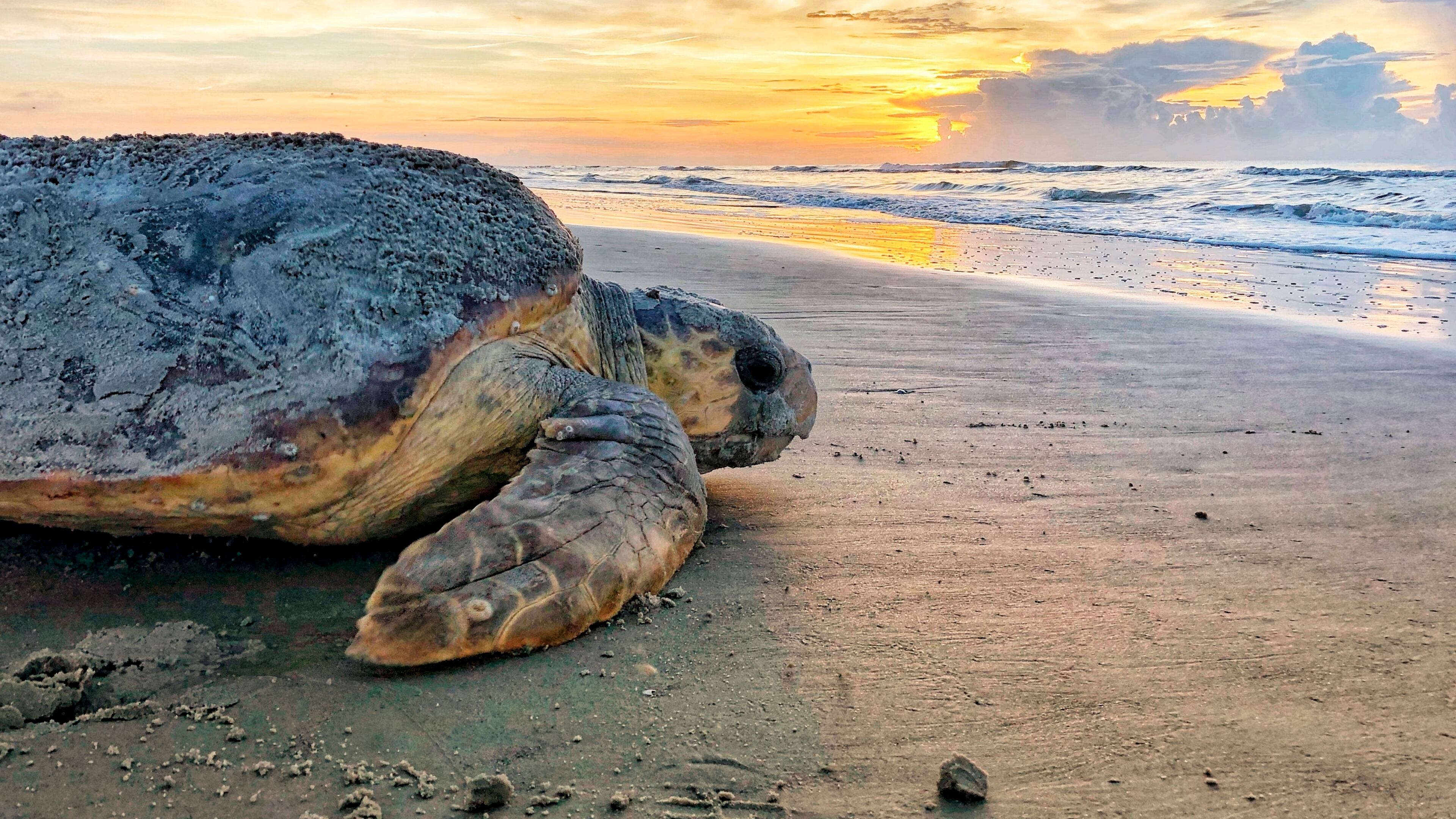 FILE - In this June 30, 2019, photo provided by the Georgia Department of Natural Resources, a loggerhead sea turtle returns to the ocean after nesting on Ossabaw Island, Ga. (Georgia Department of Natural Resources via AP, File)