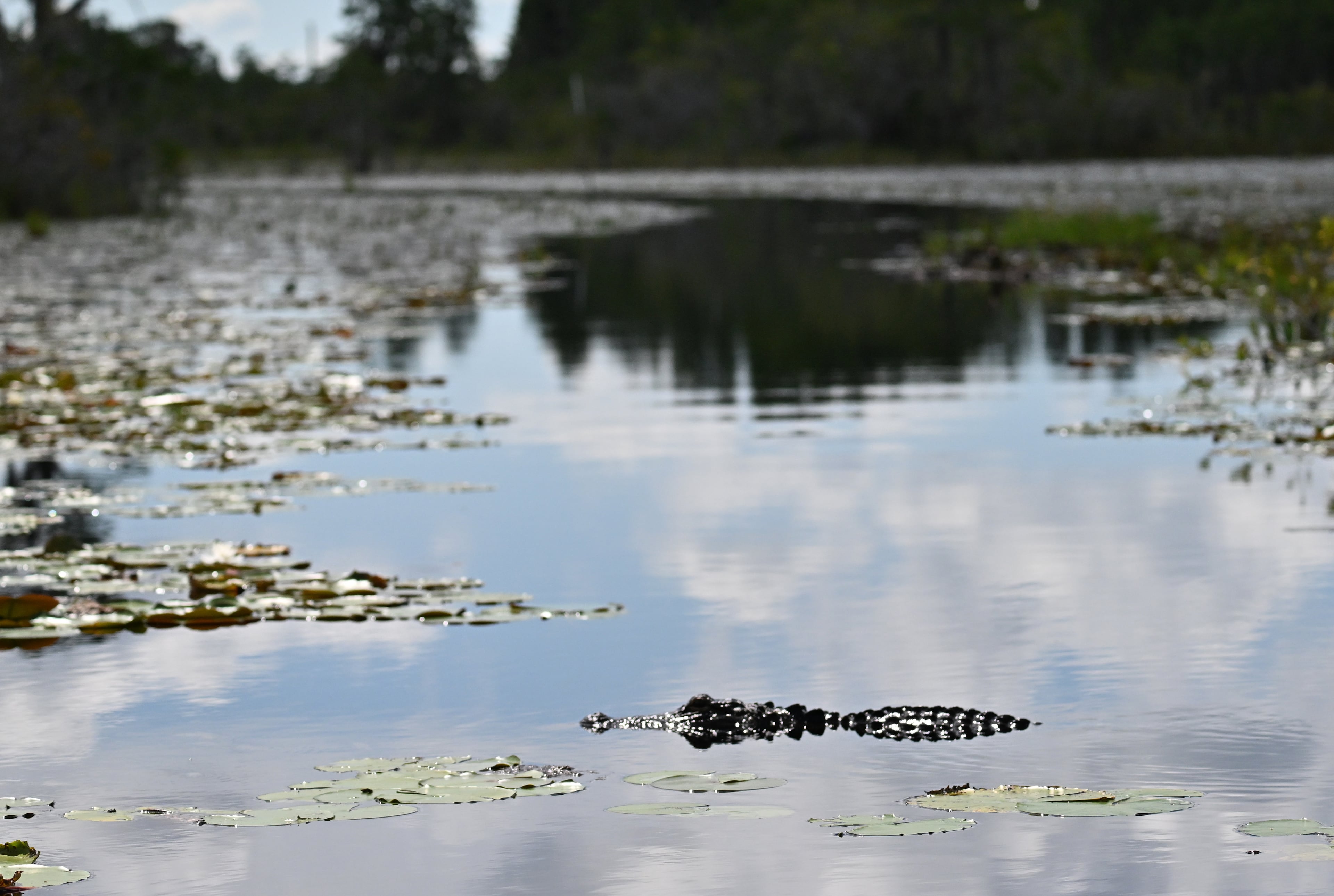 An alligator surfaces in the Okefenokee Swamp in August. The swamp is home to thousands of kinds of animals and plants. (Hyosub Shin/AJC)
